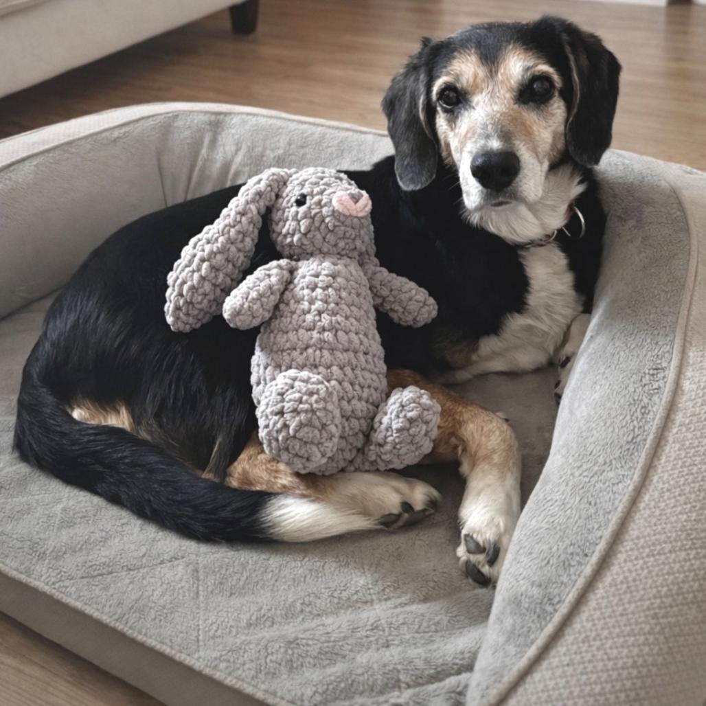 Erichson, a Adoptable Mixed Breed in Fredericksburg, VA image 5/6