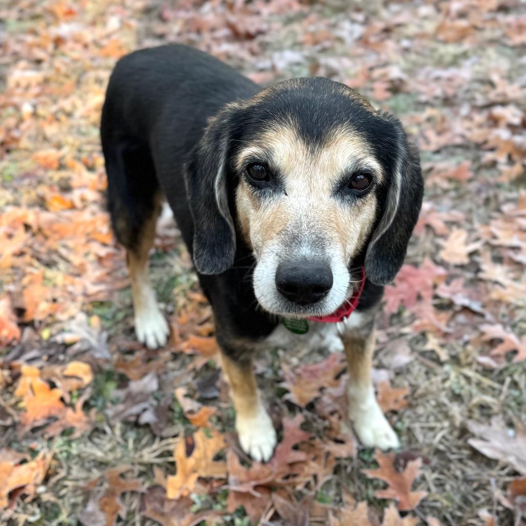Enlarge Erichson, a Adoptable Mixed Breed in Fredericksburg, VA image 6/6