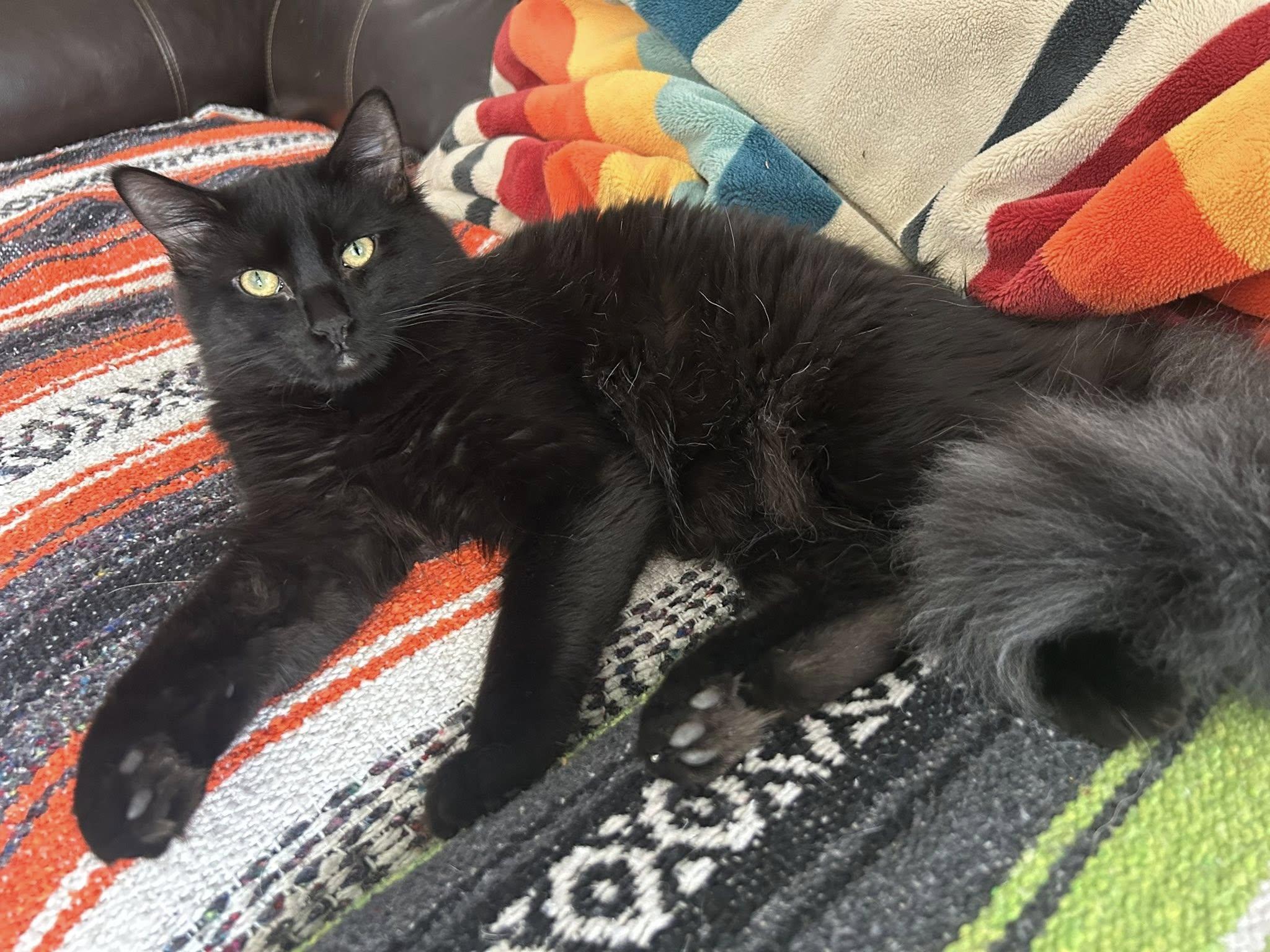 Rainbow, ADOPTABLE, Young Male Domestic Medium Hair.