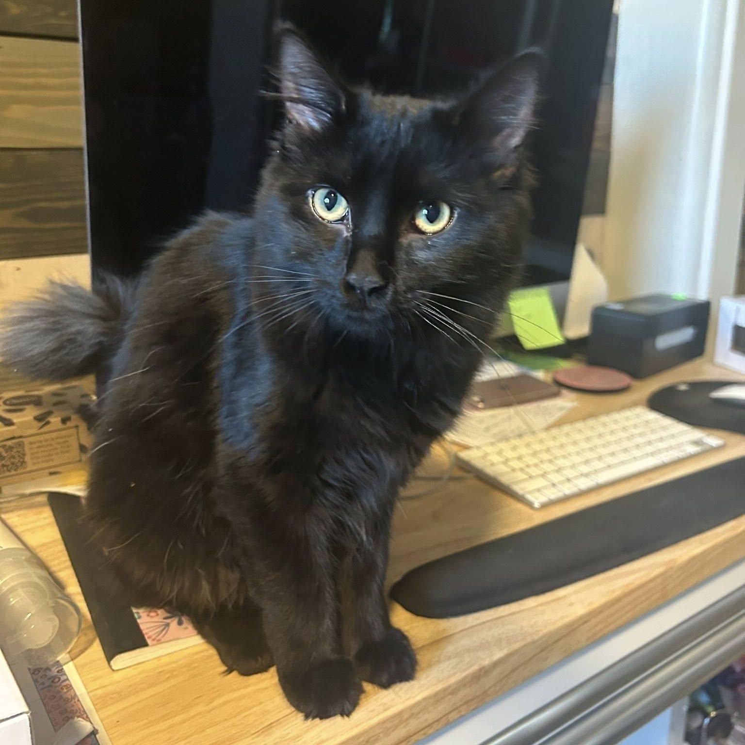 Rainbow, a ADOPTABLE Domestic Medium Hair in Queen Creek, AZ image 2/4