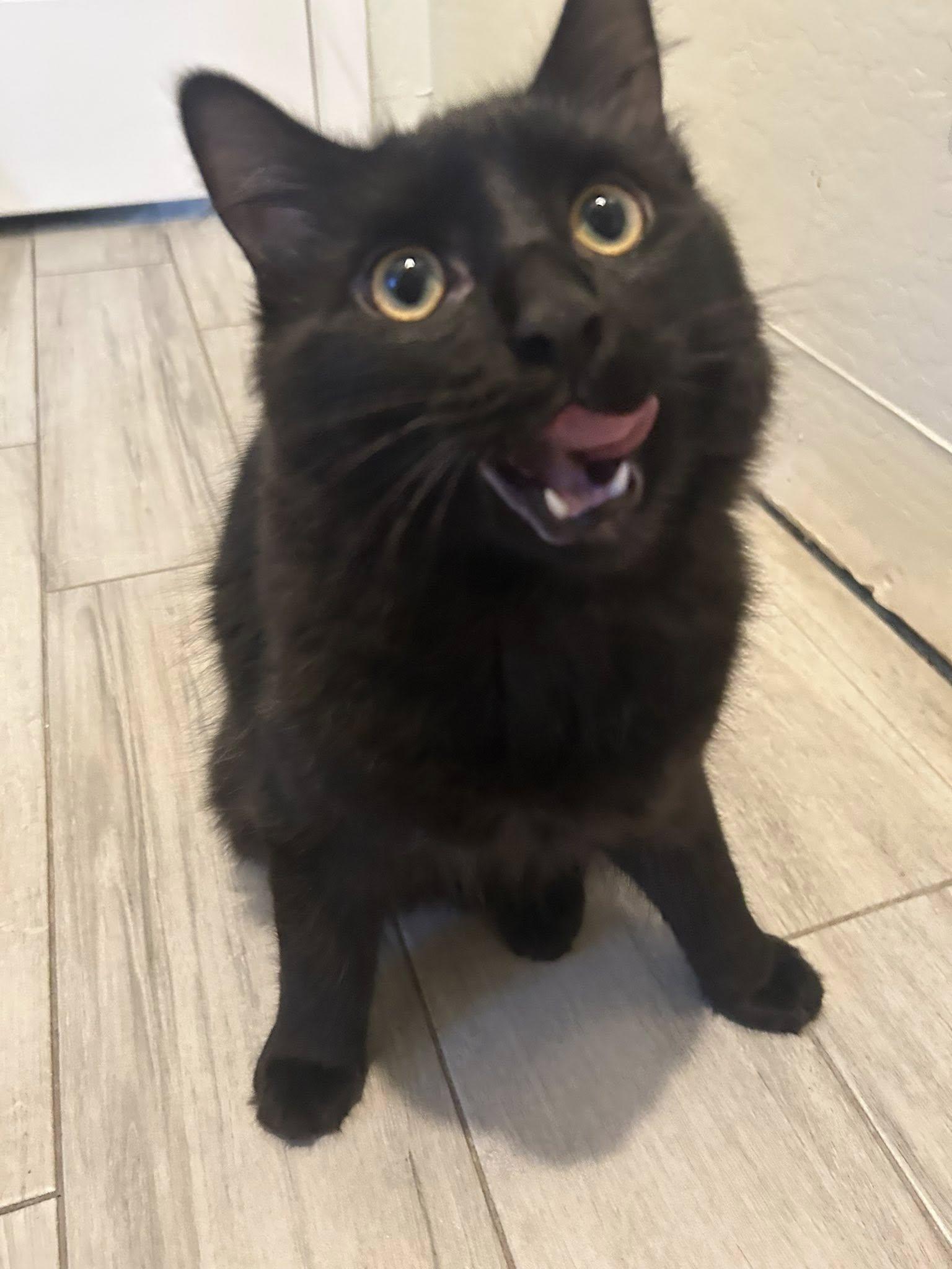 Rainbow, a ADOPTABLE Domestic Medium Hair in Queen Creek, AZ image 3/4