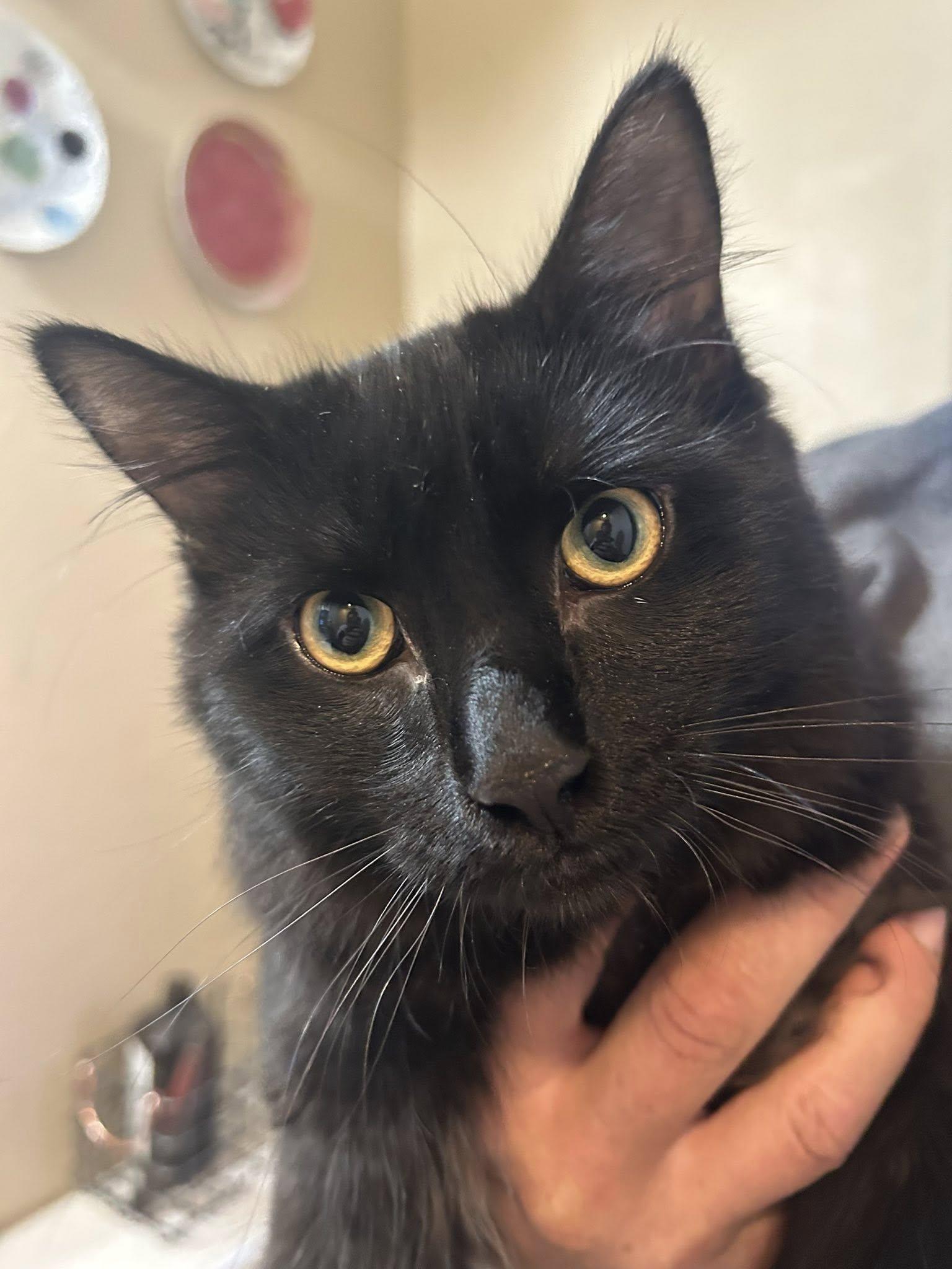 Rainbow, a ADOPTABLE Domestic Medium Hair in Queen Creek, AZ image 4/4