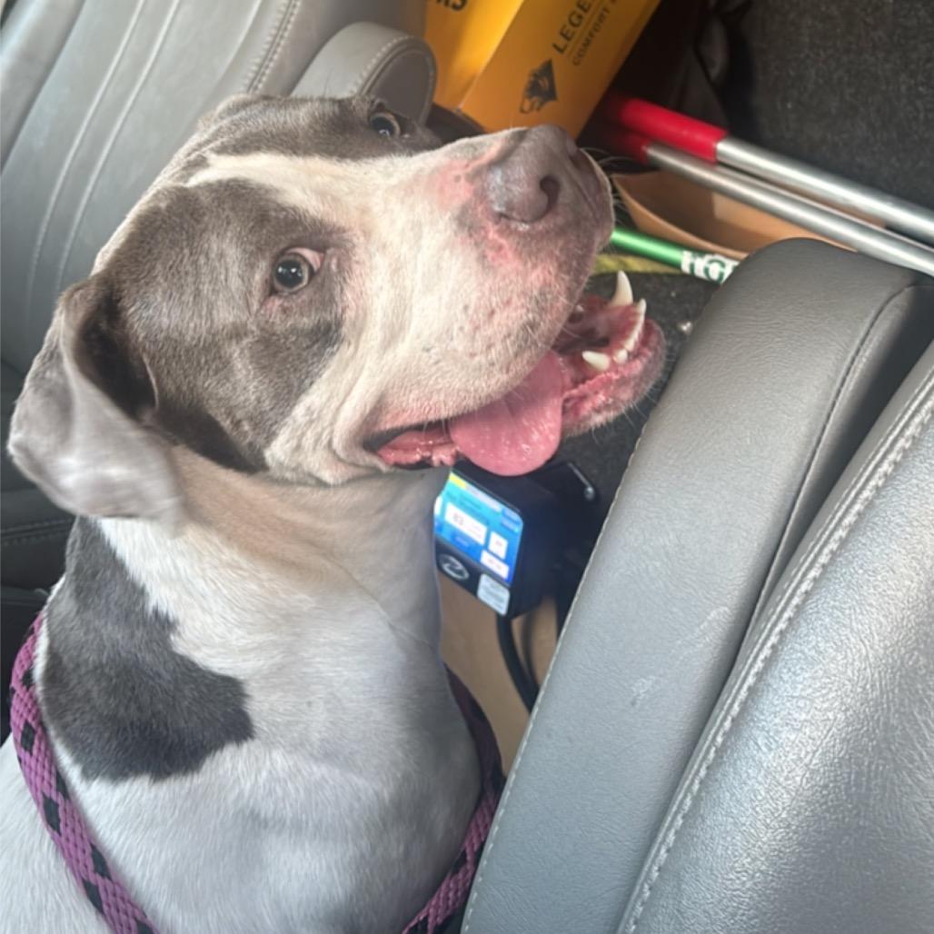 Gisueppe, Adoptable, Young Male Terrier.