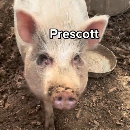 Enlarge Prescott, a Adoptable mixed breed in Colfax, NC image 1/1