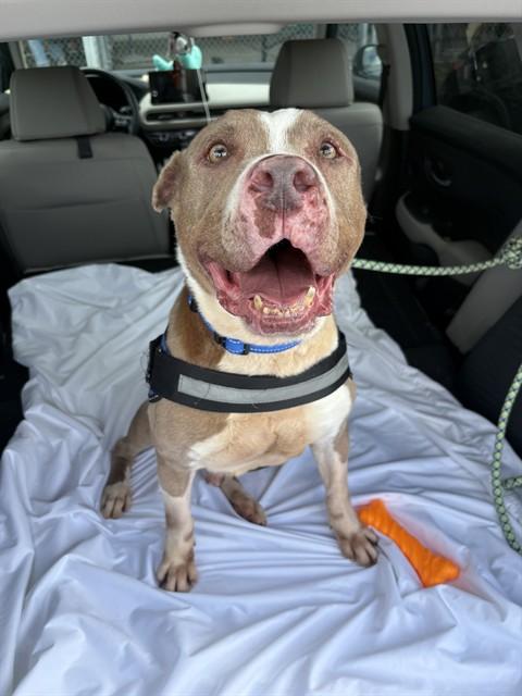 TYSON, Adoptable, Senior Male Terrier & Mixed Breed.