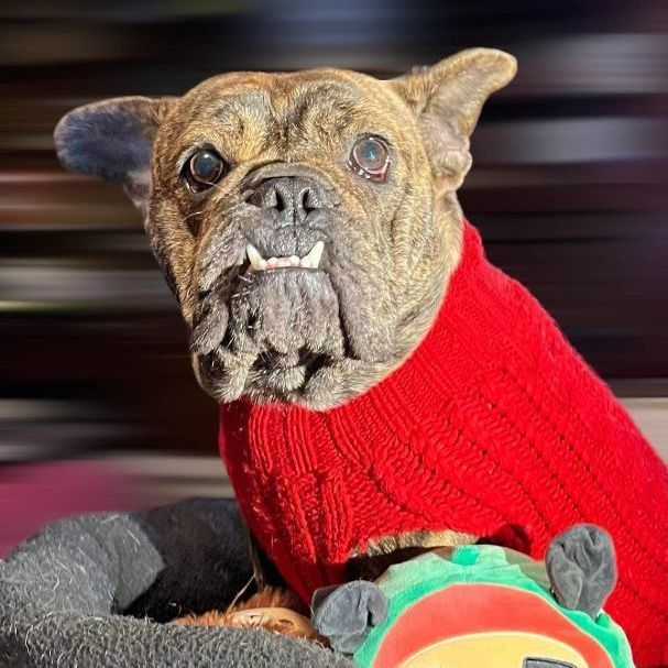 Enlarge Polly, a Adoptable mixed breed in Rancho Santa Fe, CA image 1/1