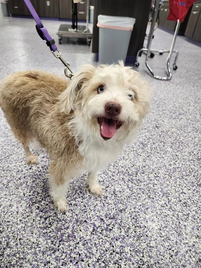 Pumpkin, Adopted, Adult Female Wire Fox Terrier & Australian Shepherd.
