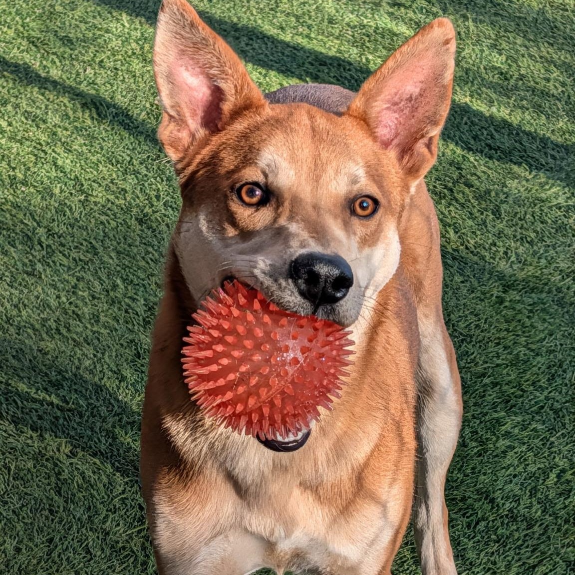 Enlarge Carl, an adoptable mixed breed in Hollis, NH image 1/6