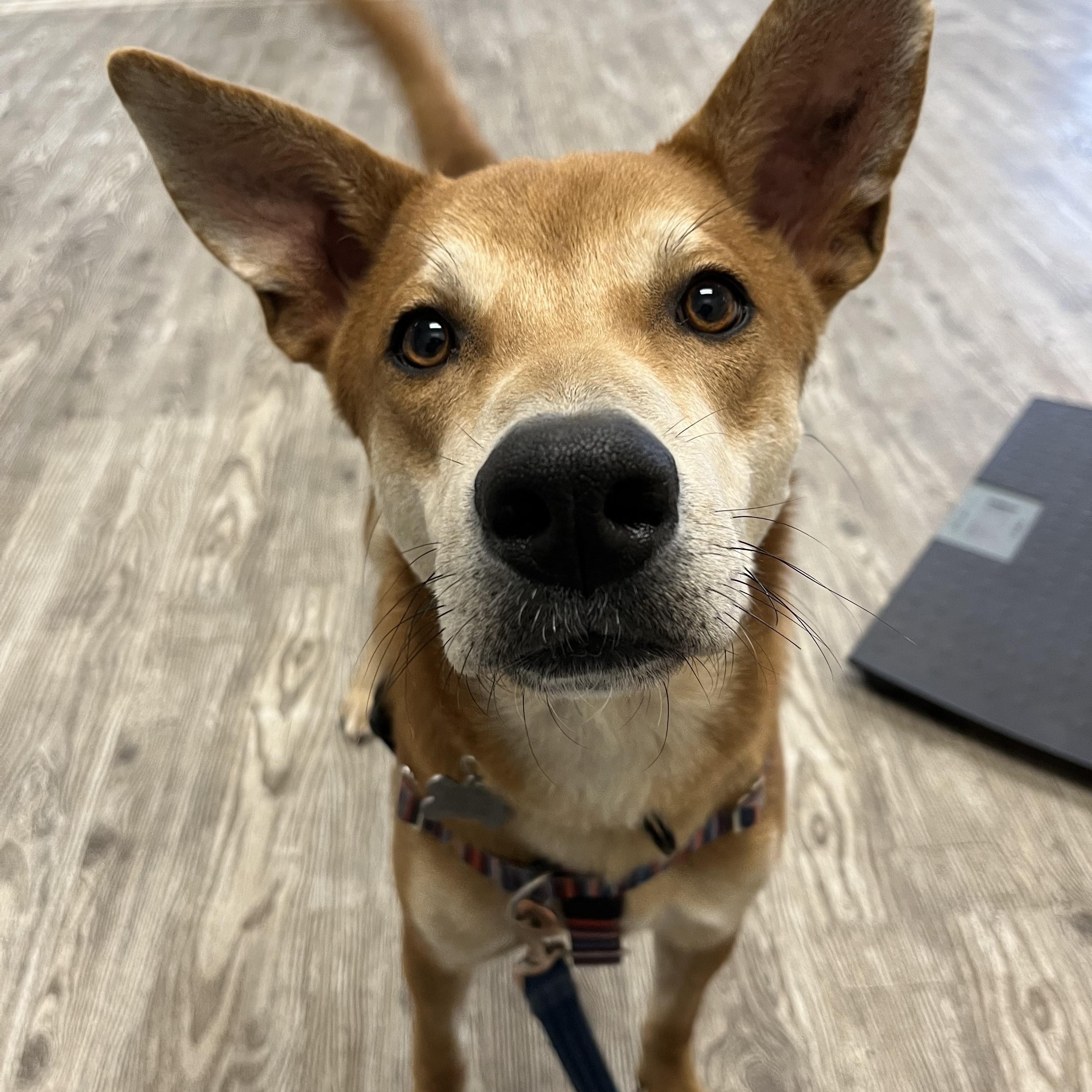 Carl, ADOPTABLE, Young Male Carolina Dog.