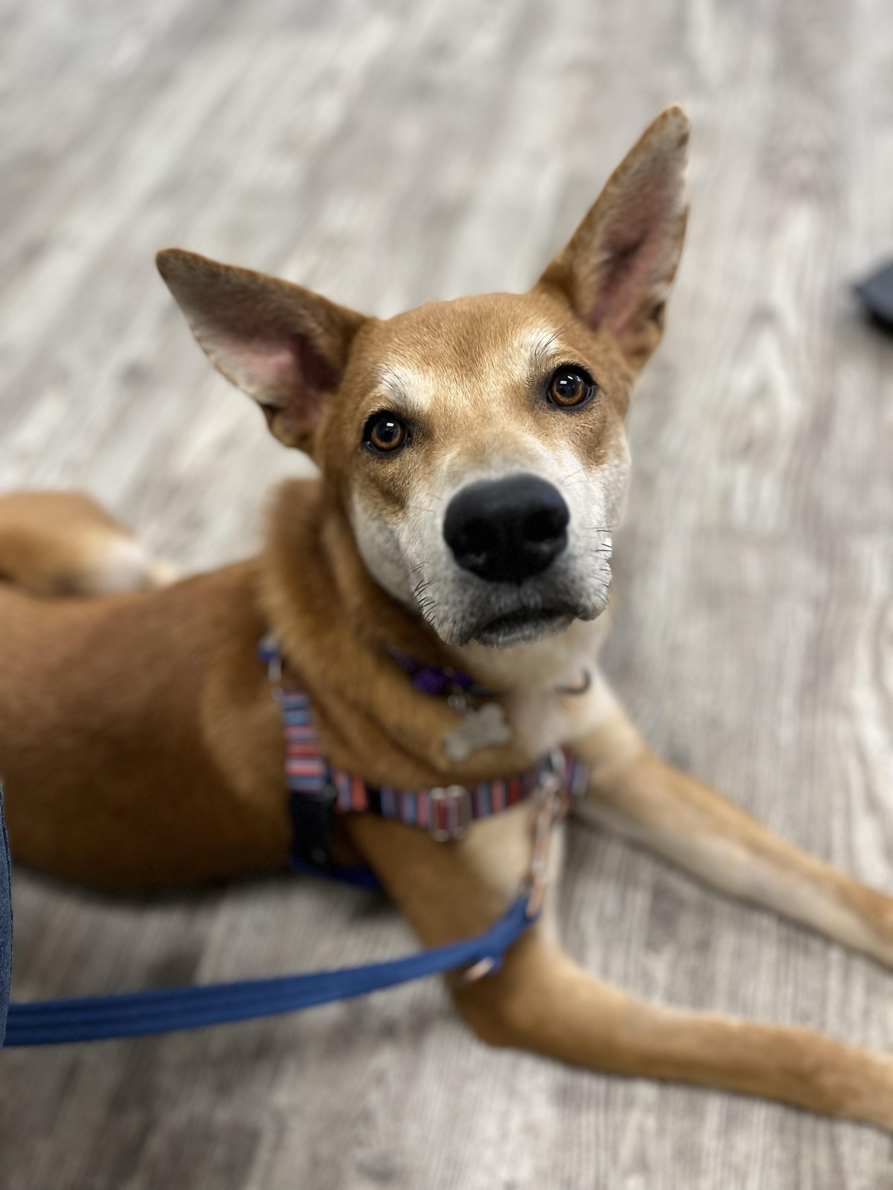 Enlarge Carl, a ADOPTABLE mixed breed in Hollis, NH image 4/5
