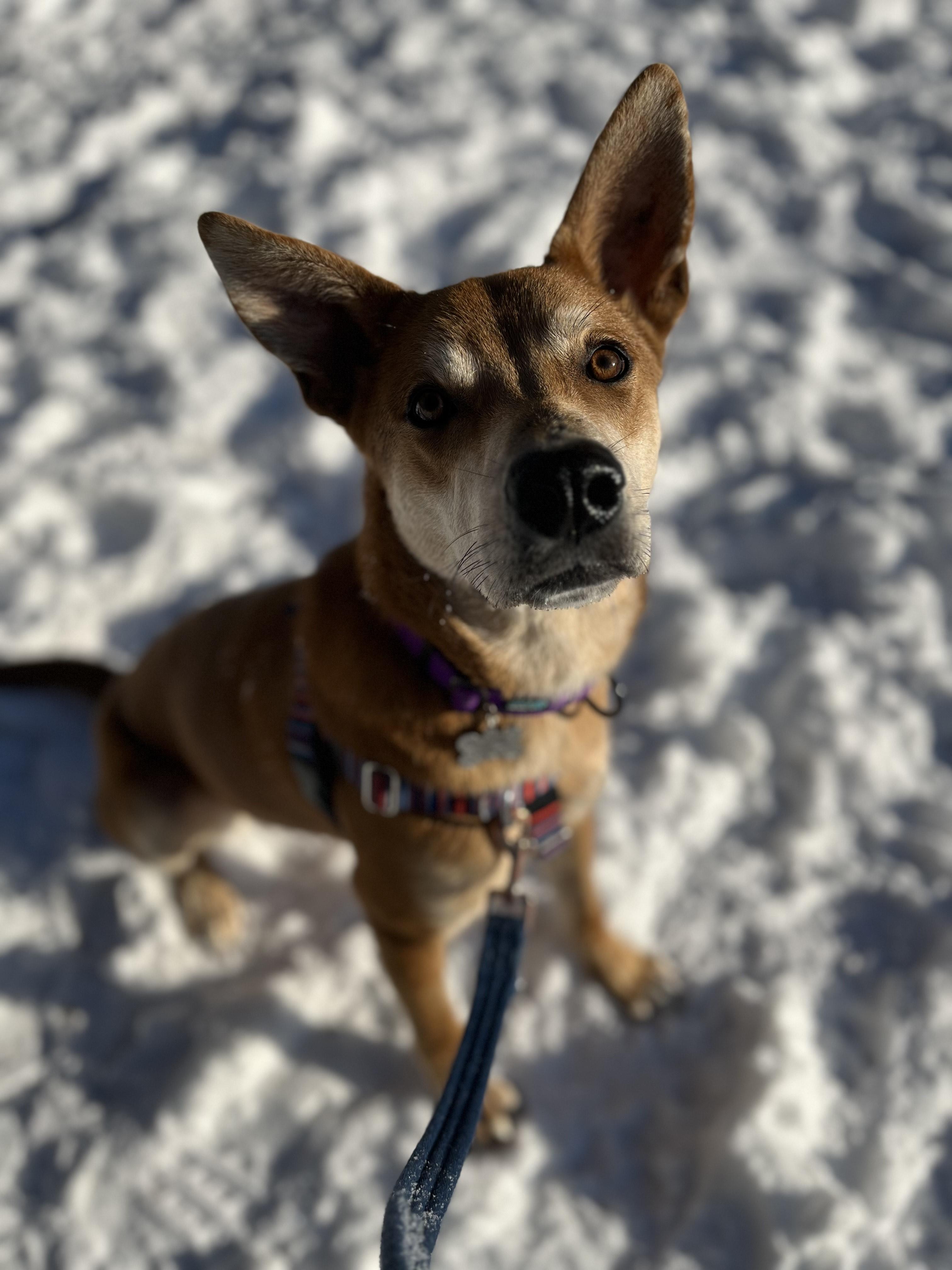 Enlarge Carl, a ADOPTABLE mixed breed in Hollis, NH image 3/5