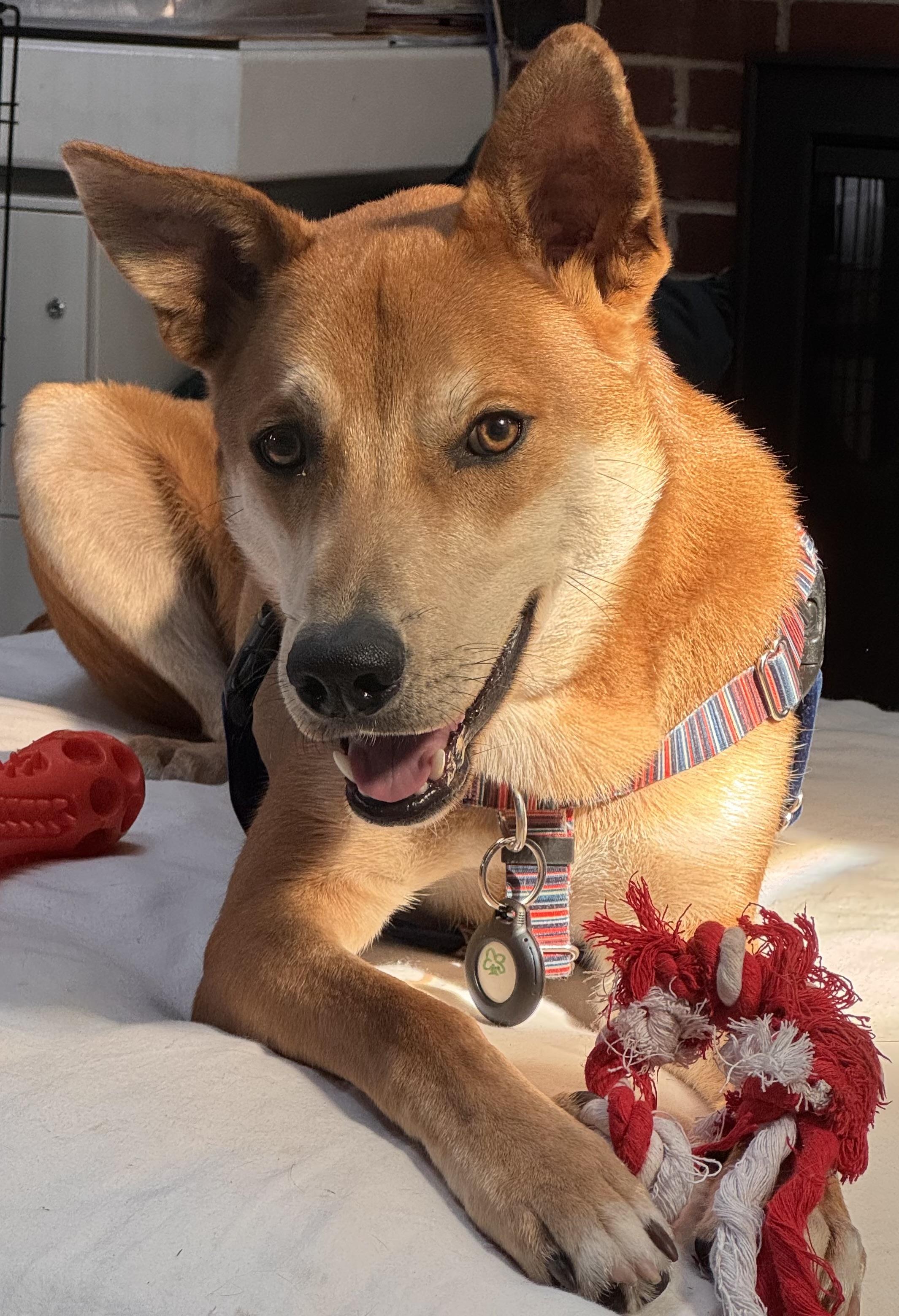 Carl, adoptable, Young Male Carolina Dog.