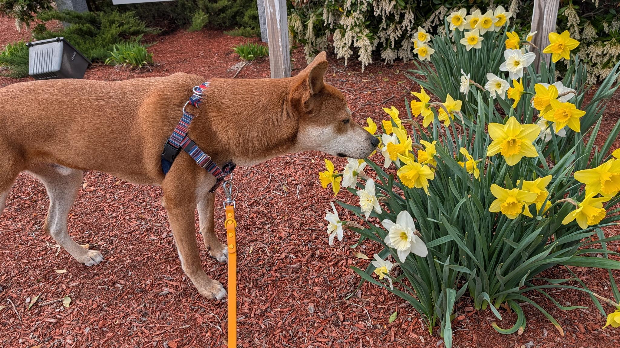 Enlarge Carl, an adoptable mixed breed in Hollis, NH image 2/6