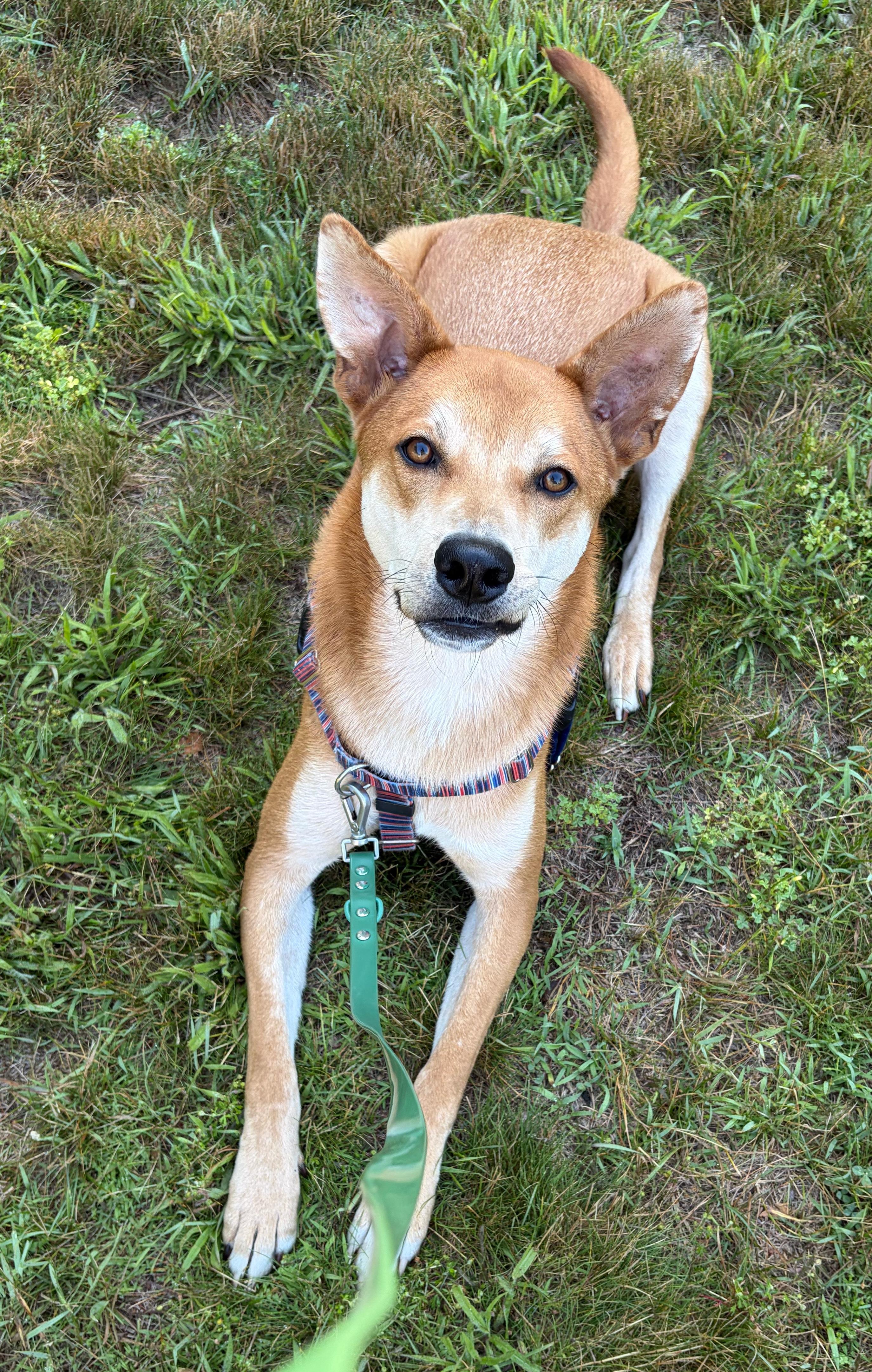 Carl, adoptable, Adult Male Carolina Dog.