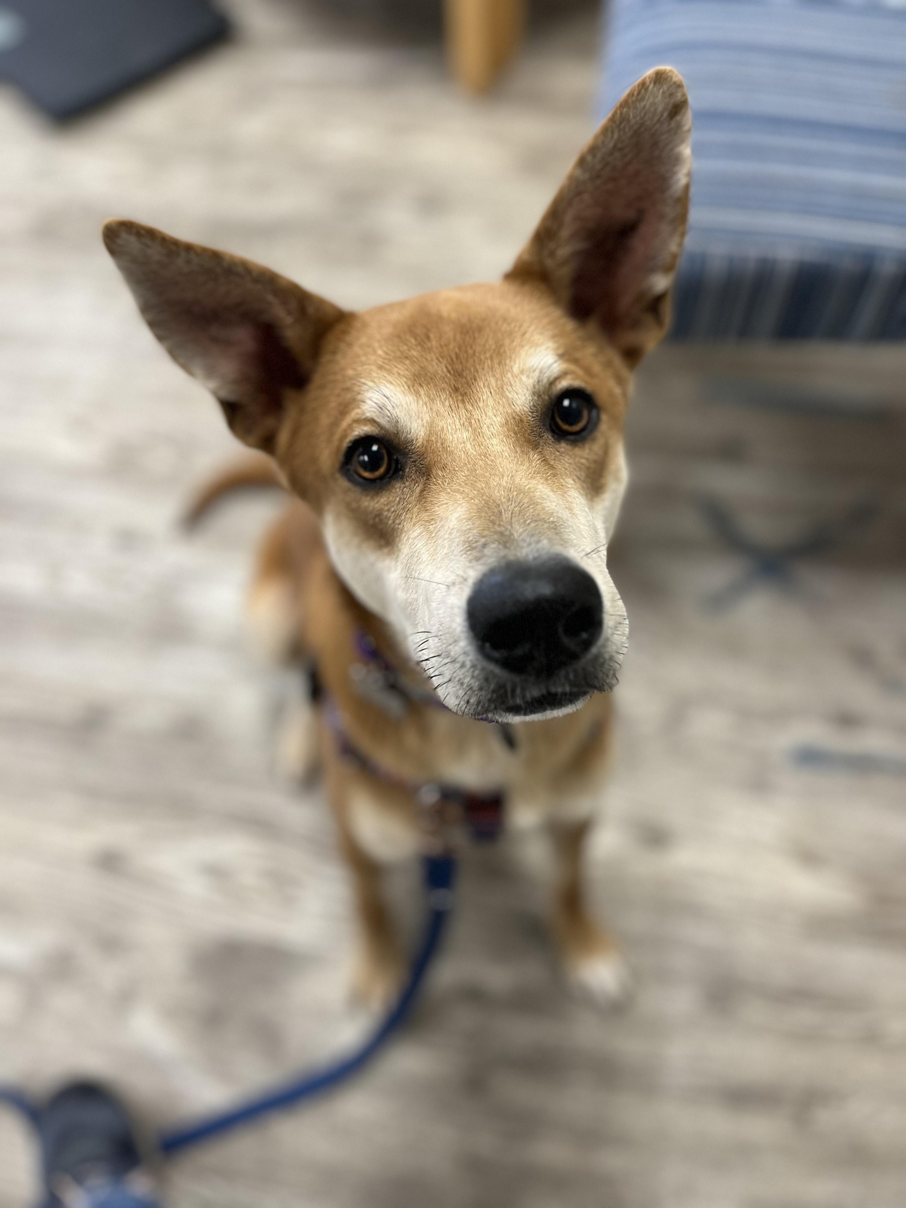 Enlarge Carl, a ADOPTABLE mixed breed in Hollis, NH image 5/5