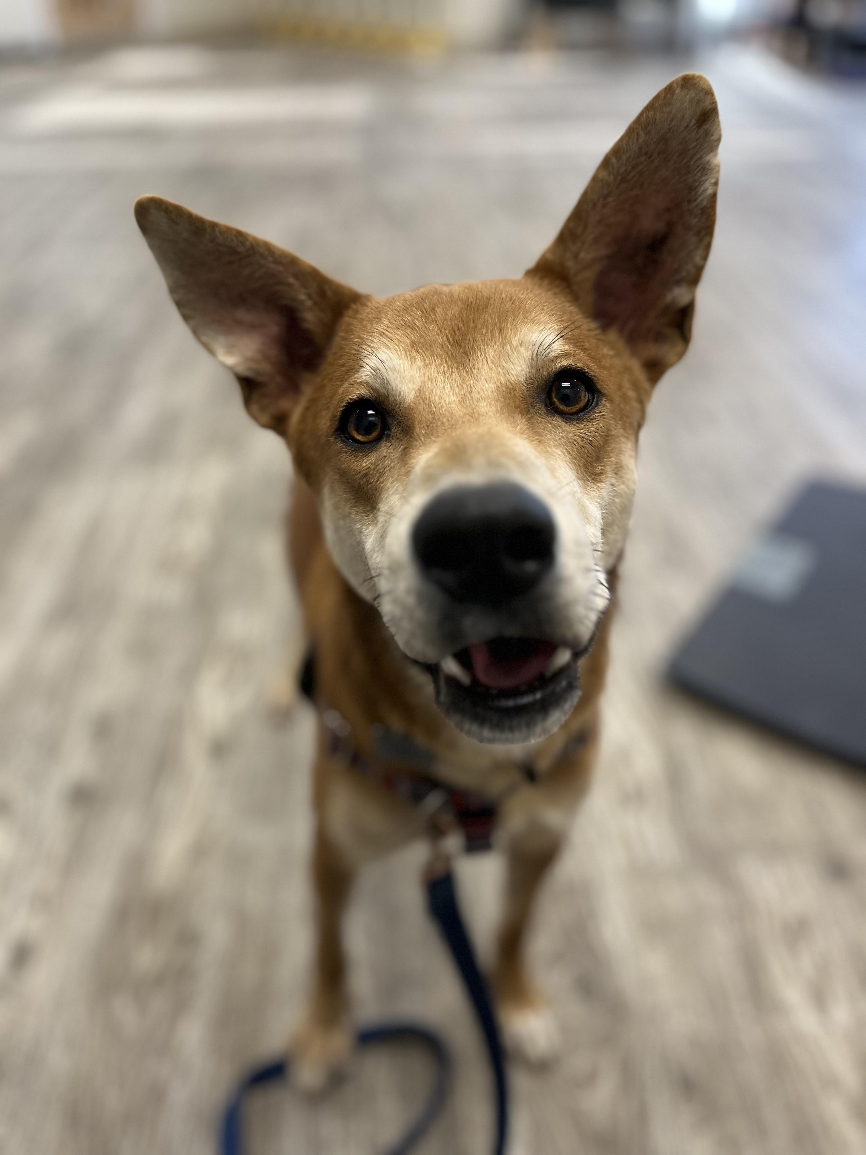 Enlarge Carl, a ADOPTABLE mixed breed in Hollis, NH image 2/5