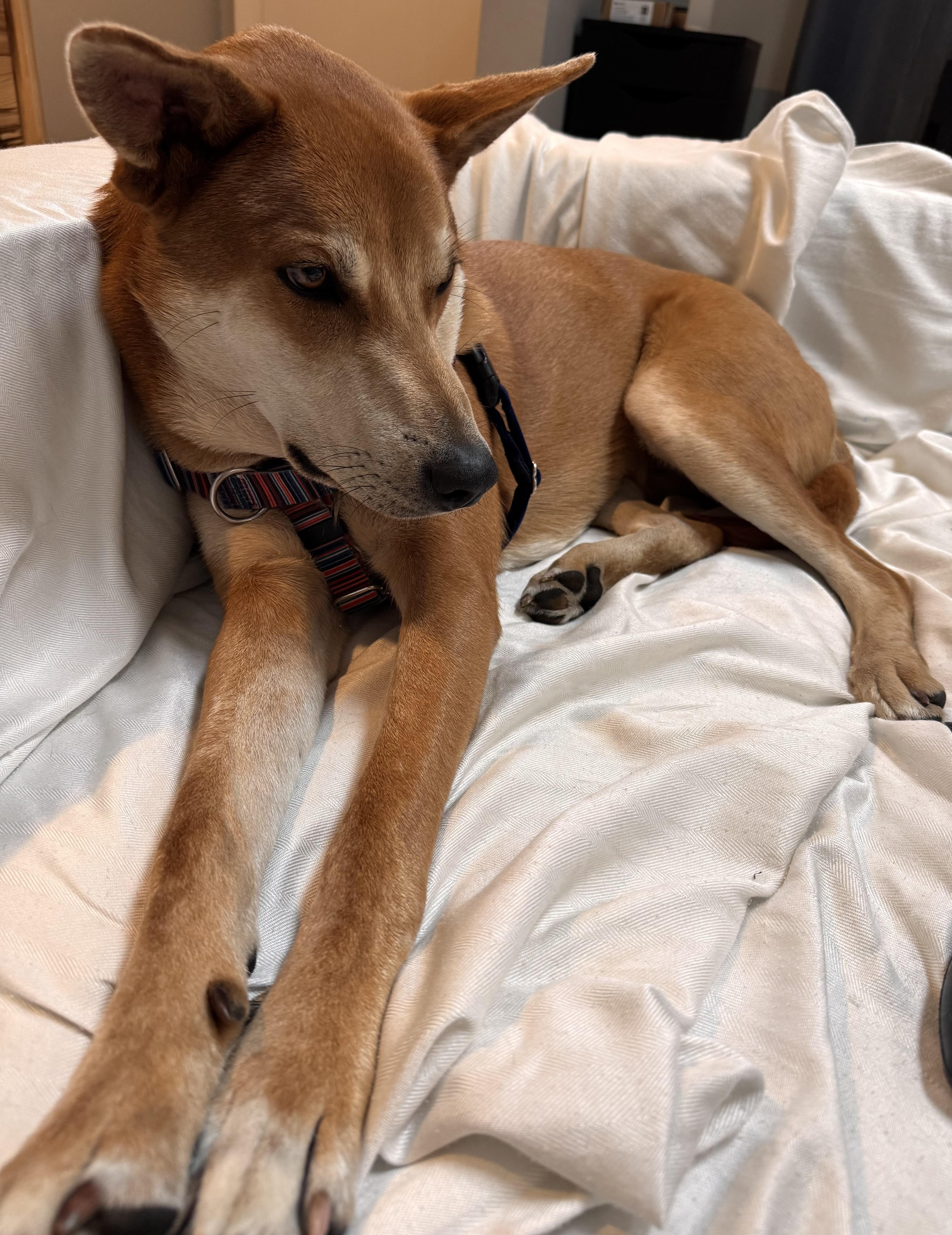 Enlarge Carl, an adoptable mixed breed in Hollis, NH image 6/6