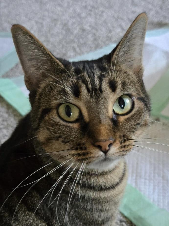 Snickers, Adoptable, Adult Female Tabby & American Shorthair.