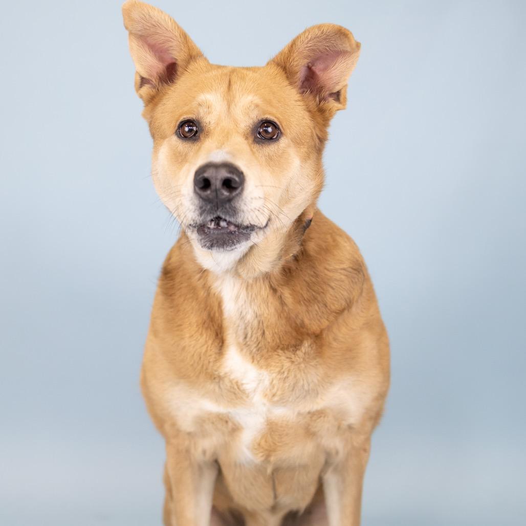 Enlarge Luna, a Adoptable mixed breed in Portland, OR image 1/6
