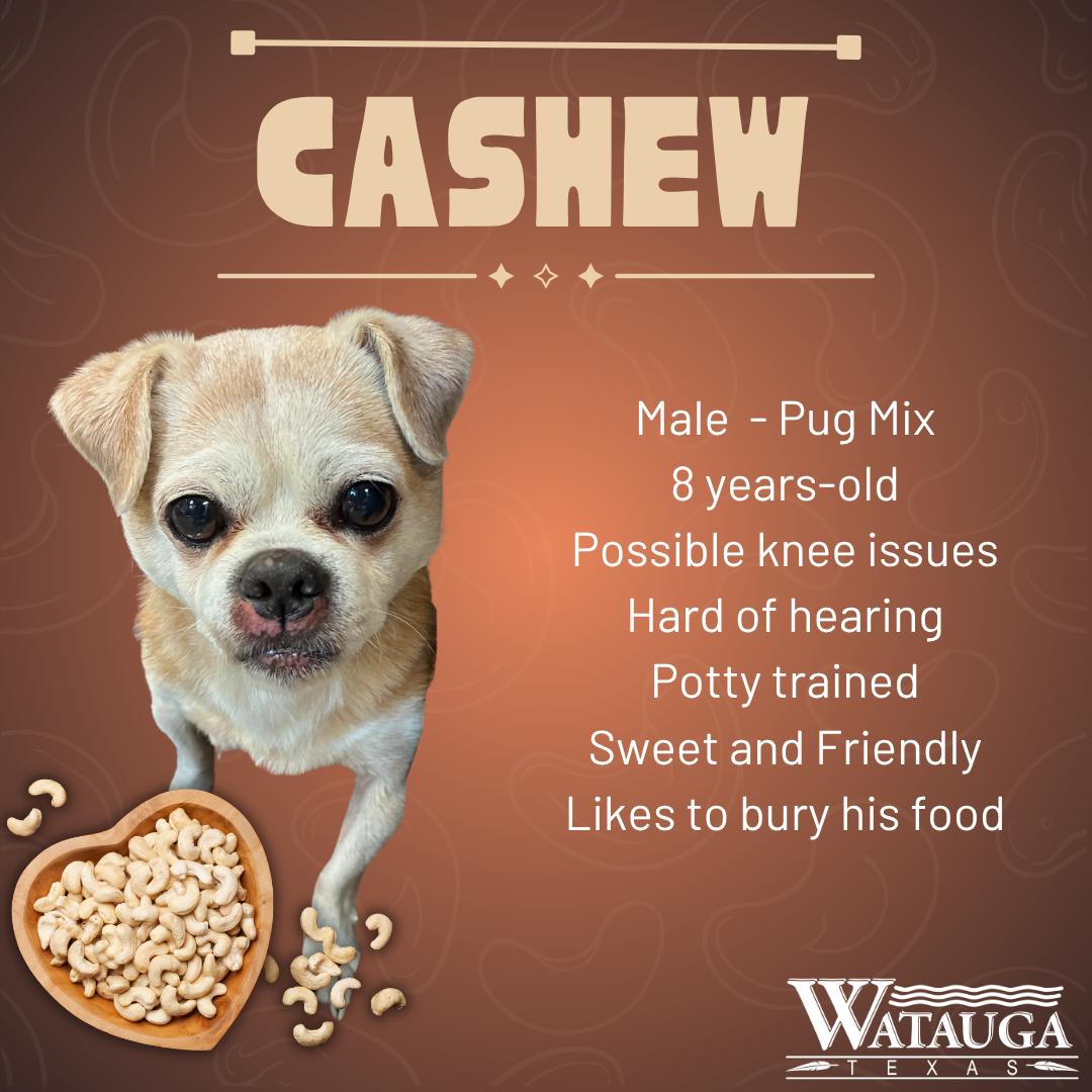 Cashew, Adoptable, Senior Male Pug.