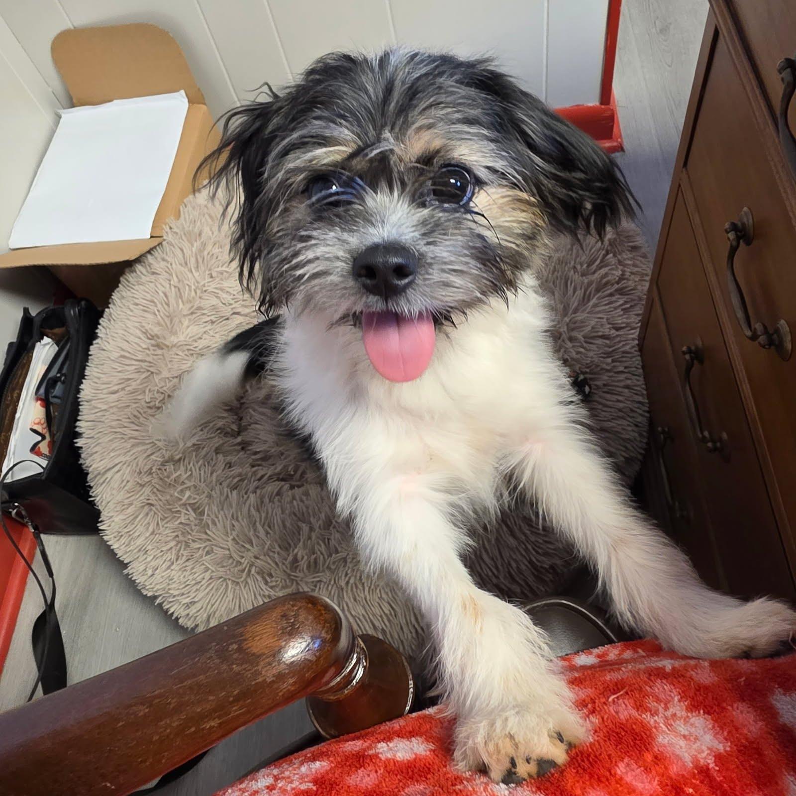 Buddy, Adoptable, Puppy Male Shih Tzu.