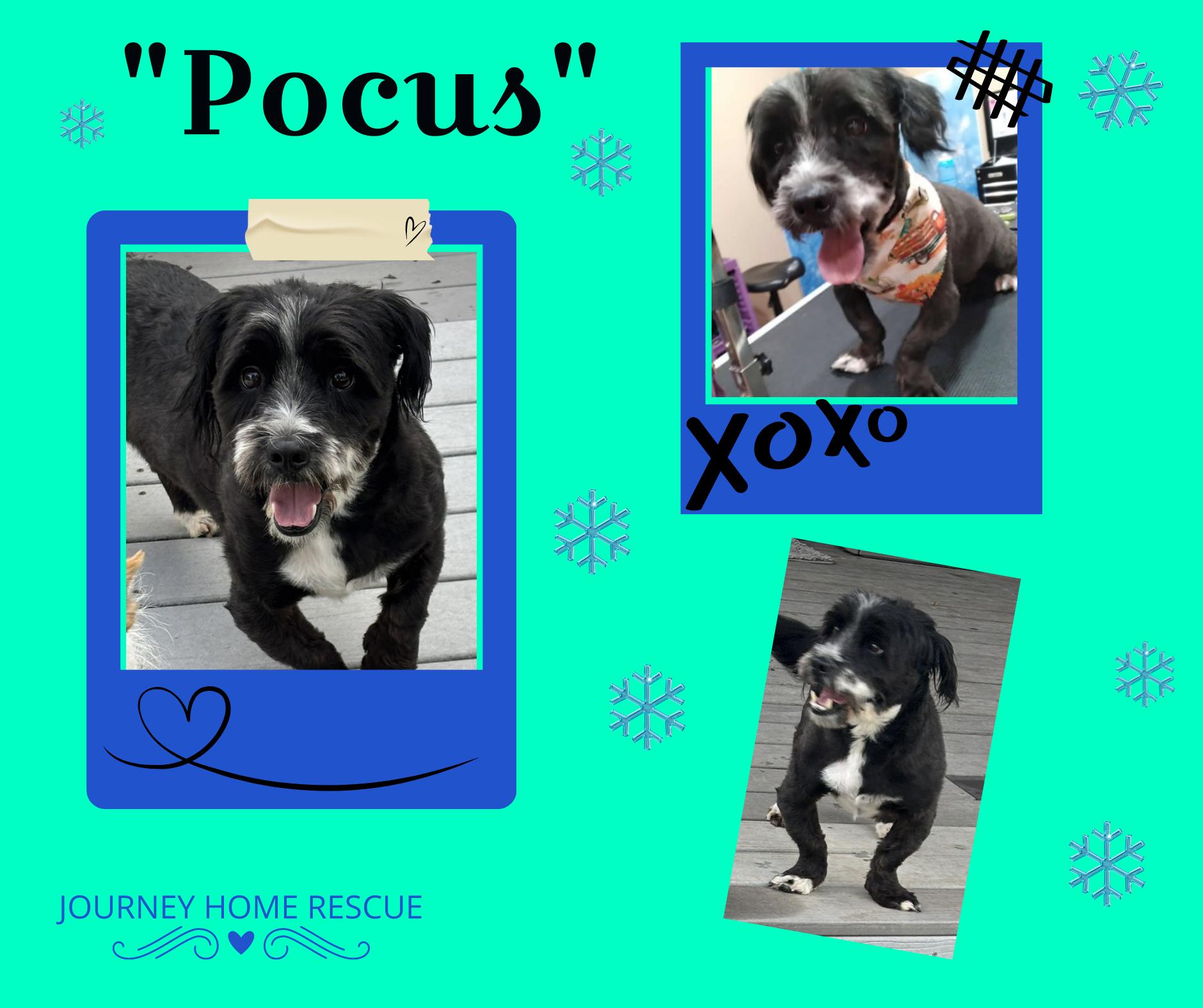 Enlarge Pocas, a Adoptable mixed breed image 1/1