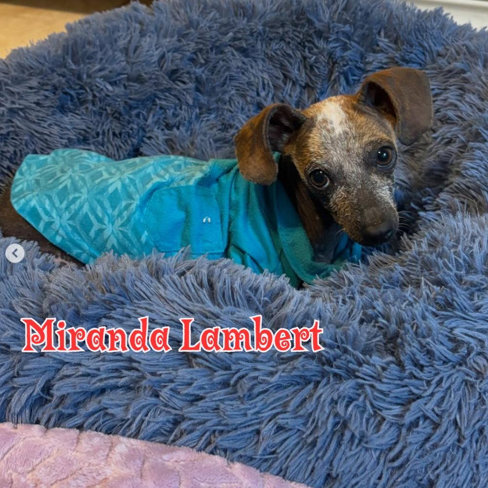 Miranda Lambert, Adopted, Adult Female Dachshund.