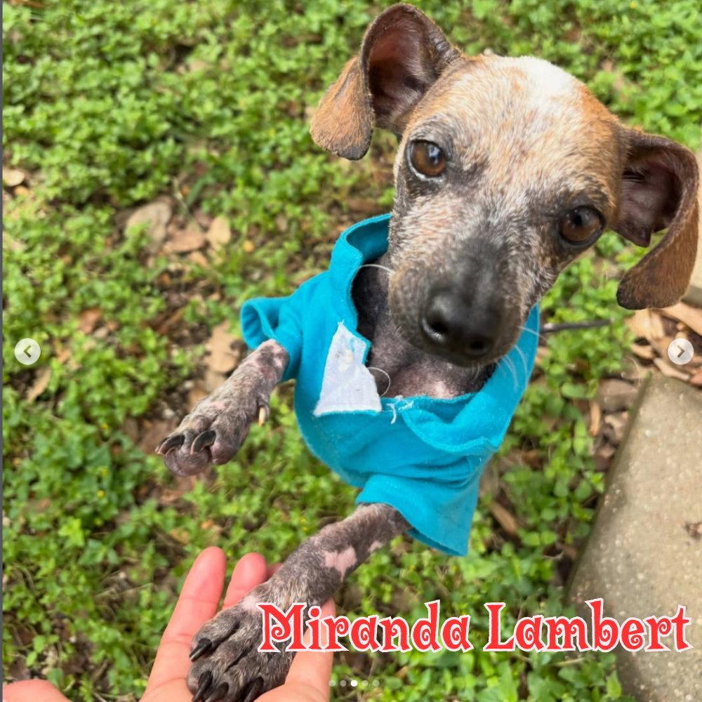 Miranda Lambert, a Adopted Dachshund in San Antonio, TX image 2/3