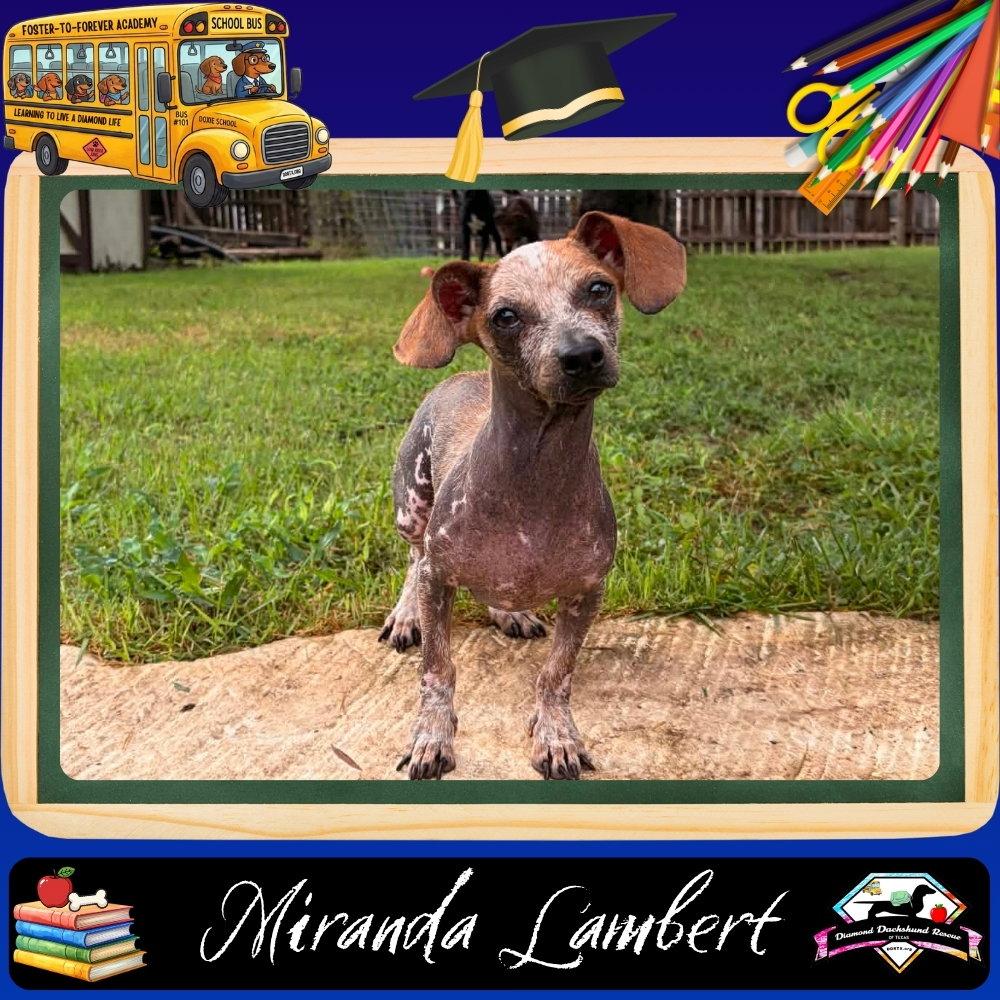 Miranda Lambert, a Adopted Dachshund in San Antonio, TX image 3/3