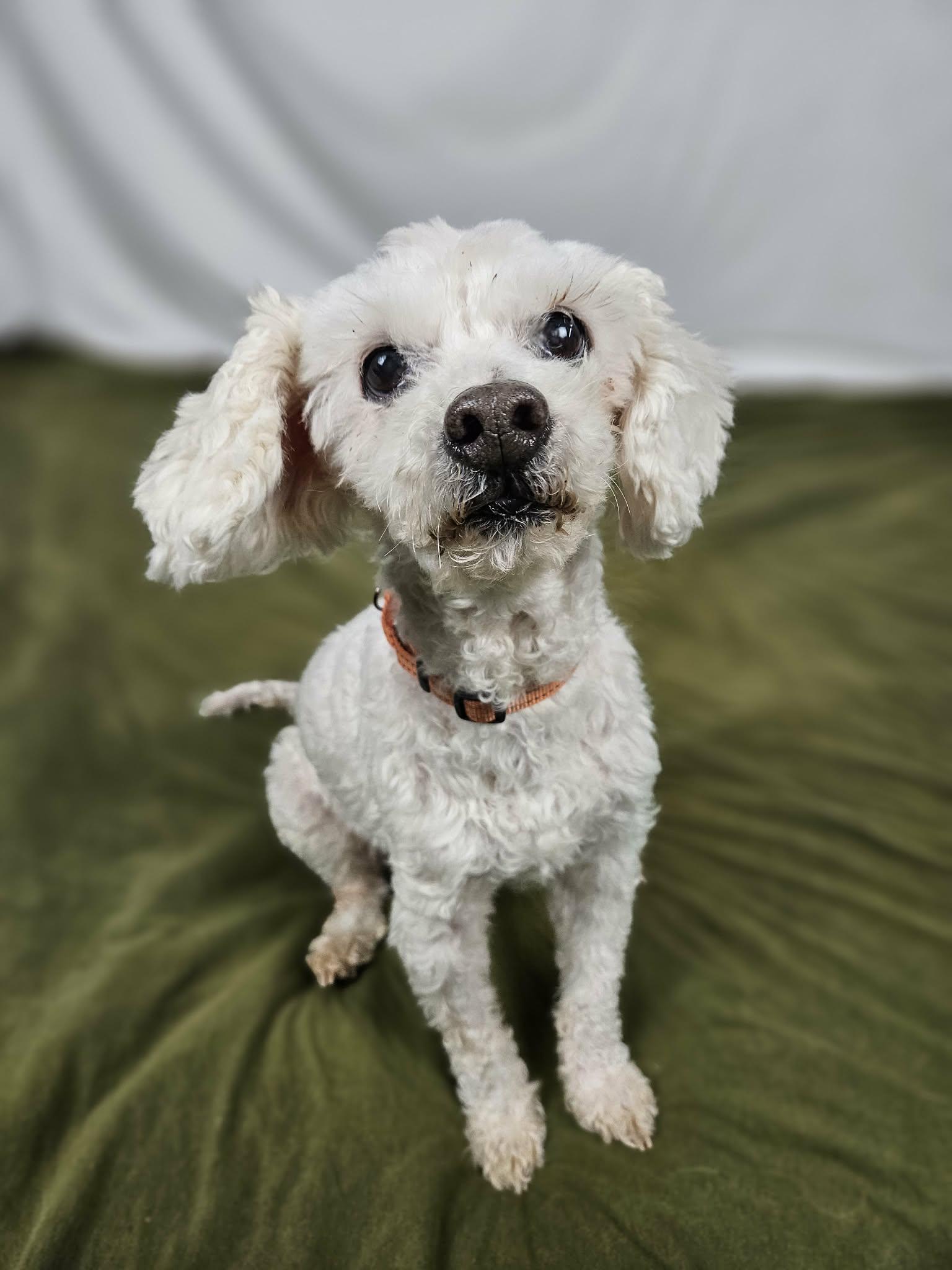Enlarge Ernie, a ADOPTABLE Miniature Poodle in New River, AZ image 2/4