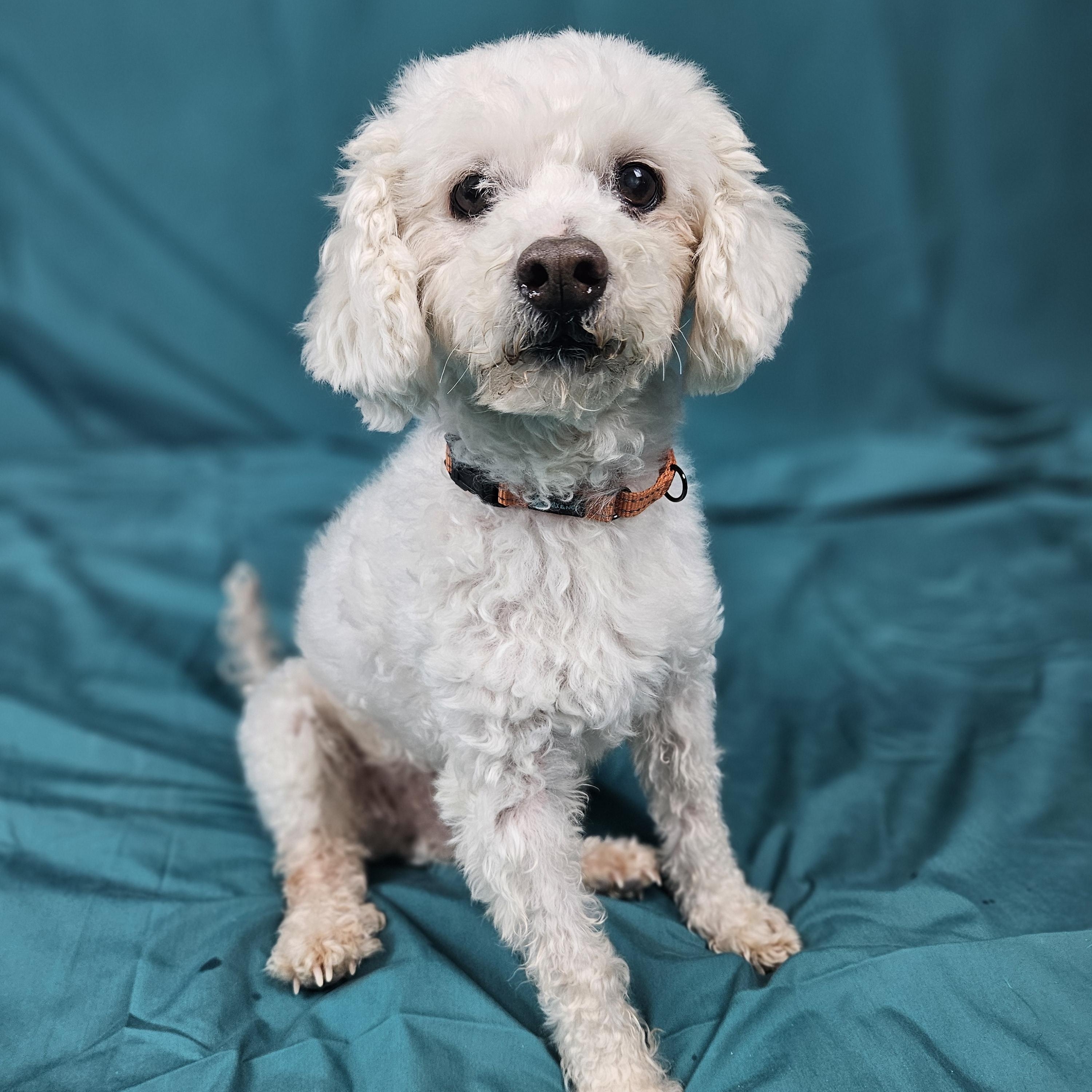 Enlarge Ernie, an adoptable Miniature Poodle in New River, AZ image 1/5