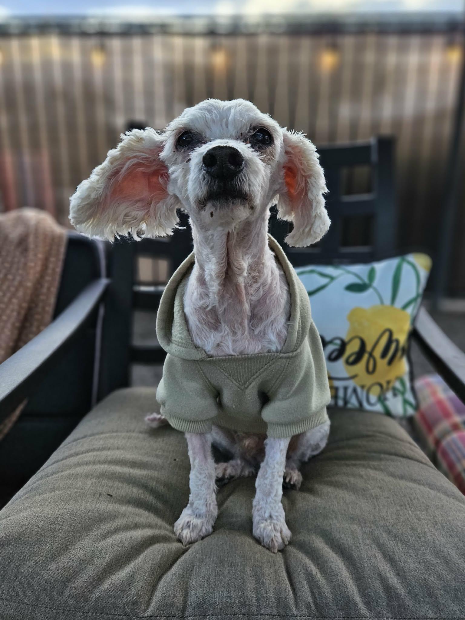 Enlarge Ernie, a ADOPTABLE Miniature Poodle in New River, AZ image 3/4