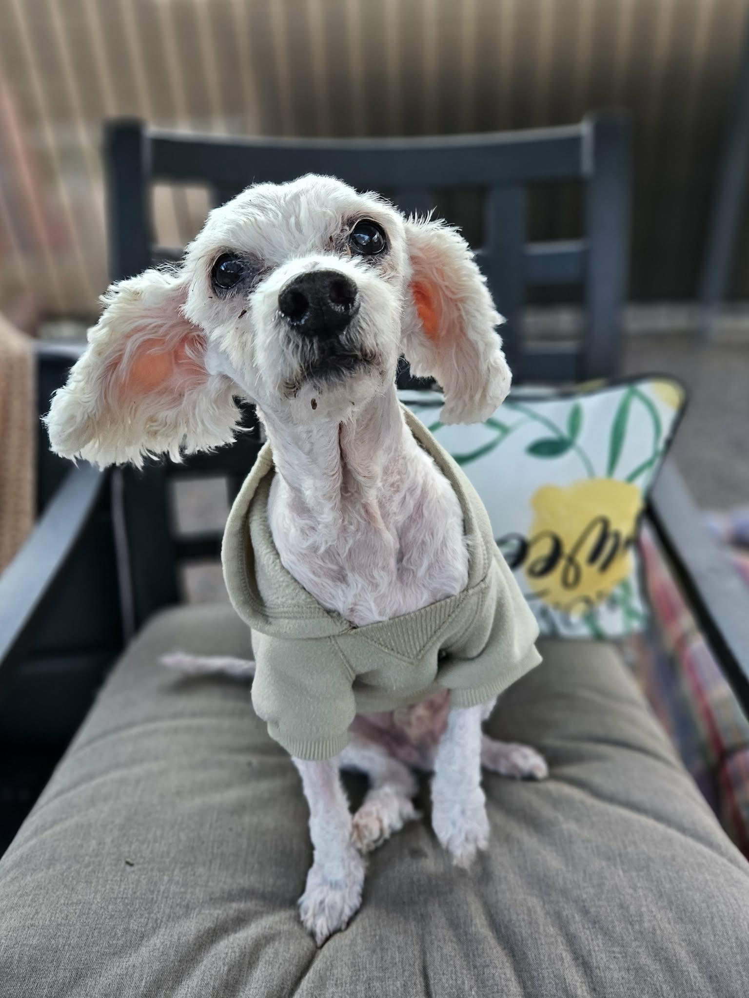 Enlarge Ernie, a ADOPTABLE Miniature Poodle in New River, AZ image 4/4