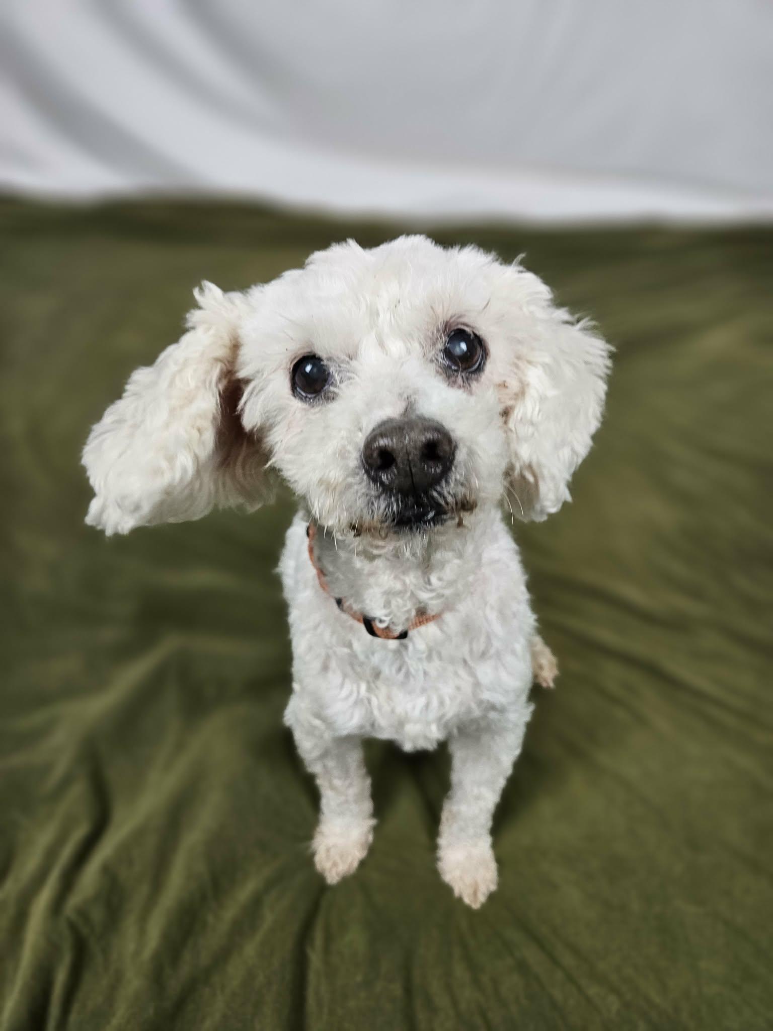 Enlarge Ernie, a ADOPTABLE Miniature Poodle in New River, AZ image 1/4