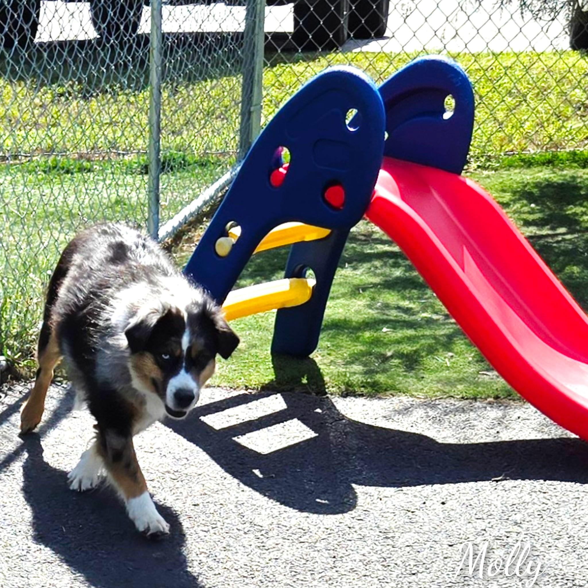 Molly, a Adoptable Australian Shepherd in Fredericksburg, VA image 1/6