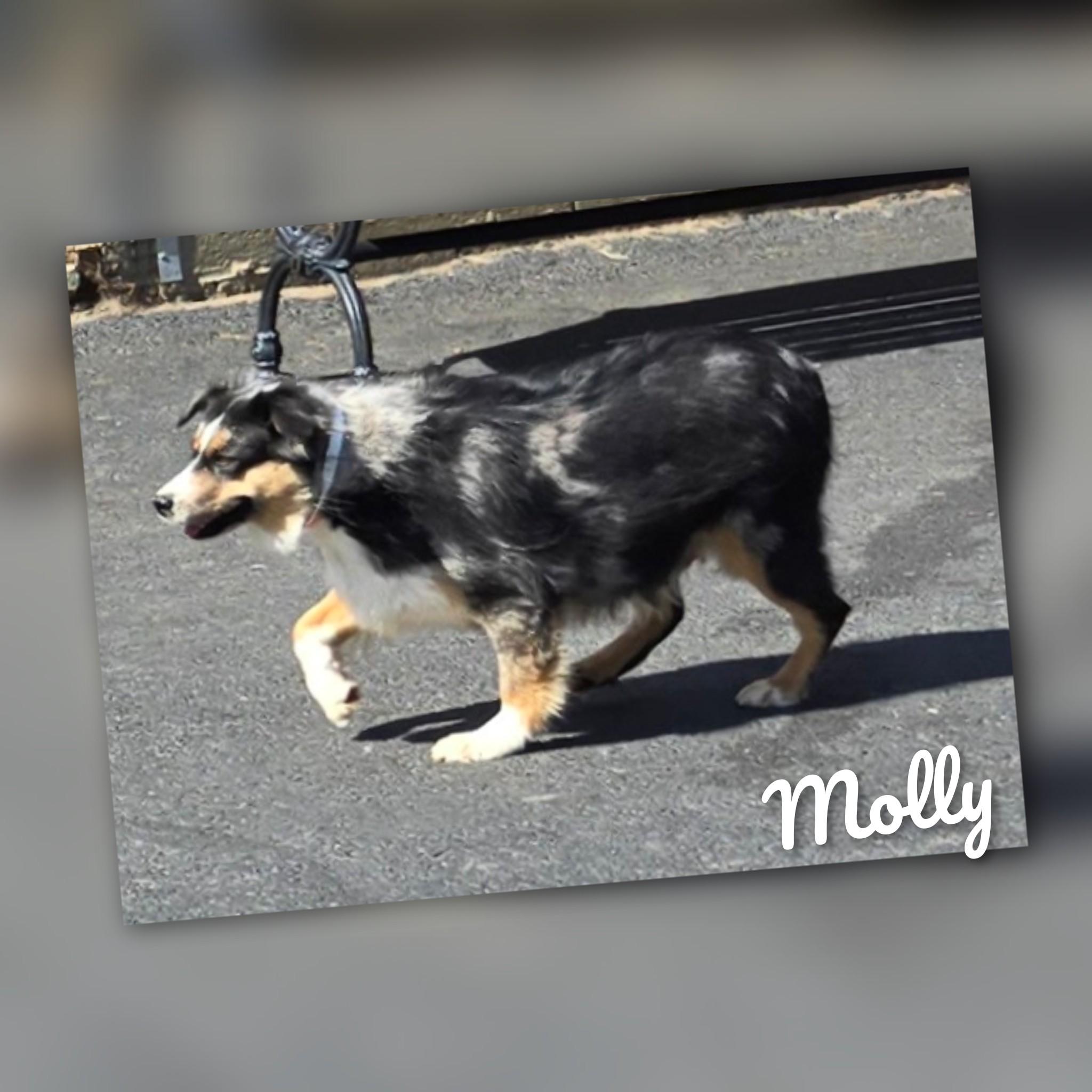 Molly, a Adoptable Australian Shepherd in Fredericksburg, VA image 5/6