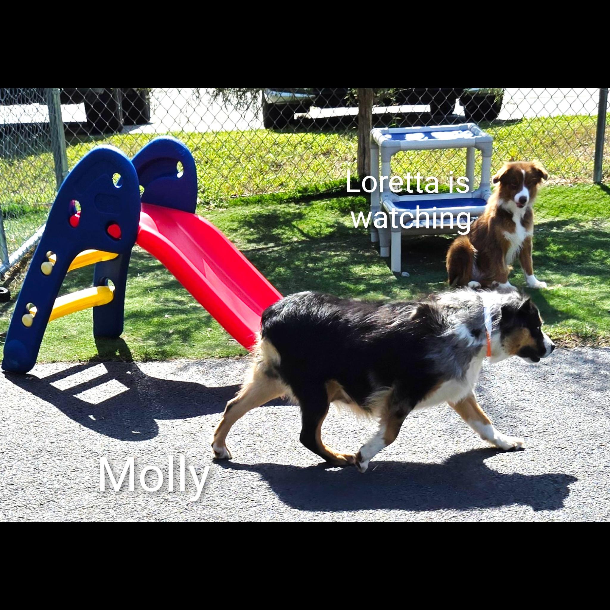 Molly thumbnail 6