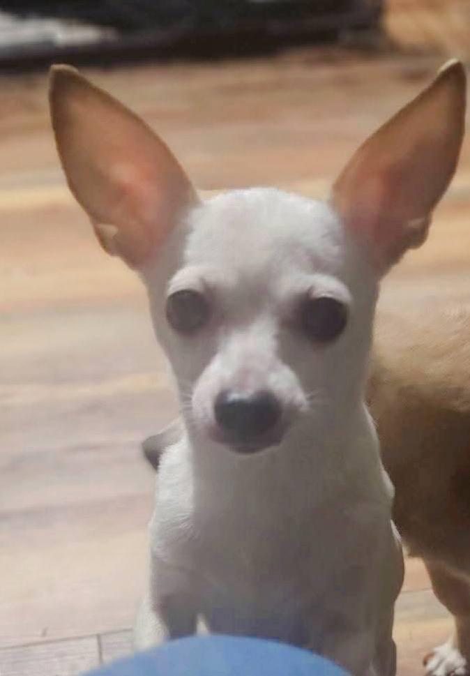 Gabrielle, a Adopted Chihuahua in Fairmont, WV image 1/3