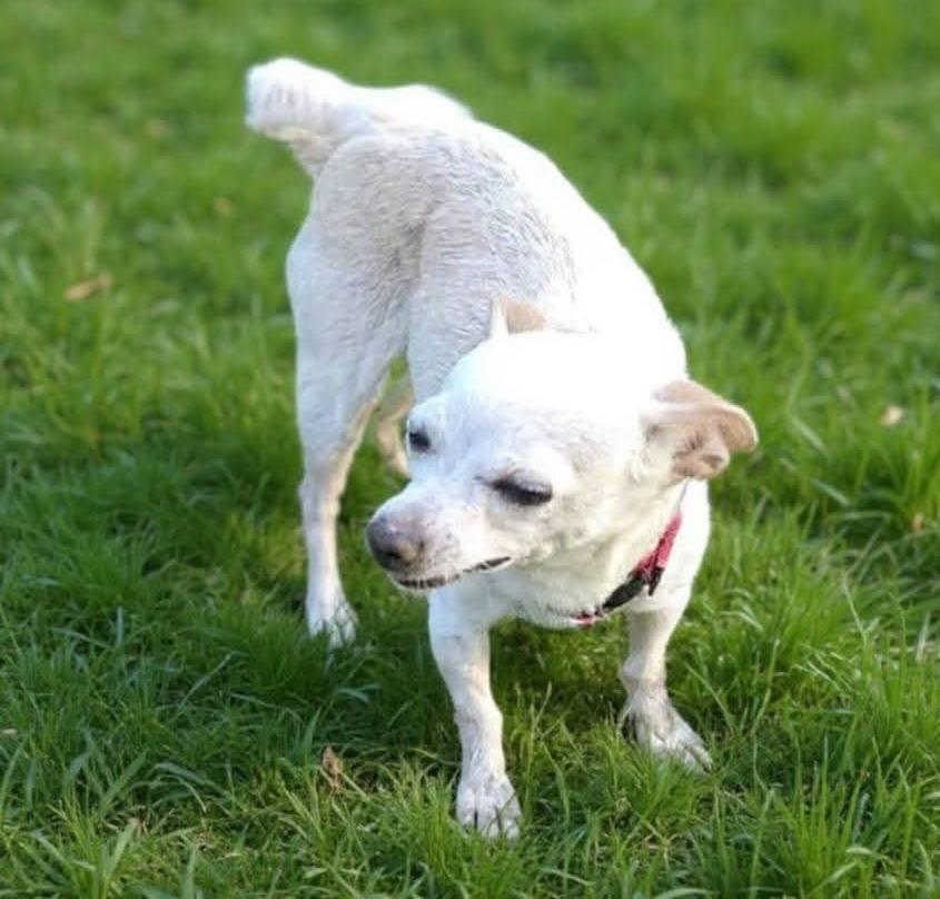 Gabrielle, a Adopted Chihuahua in Fairmont, WV image 2/3