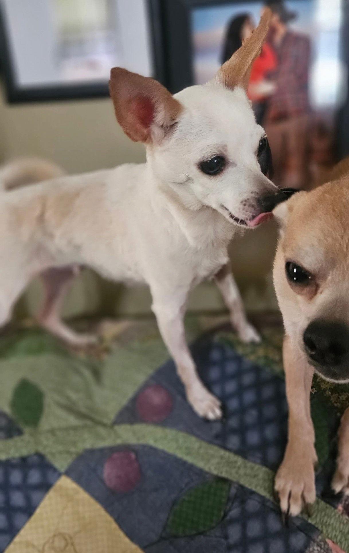 Gabrielle, a Adopted Chihuahua in Fairmont, WV image 3/3