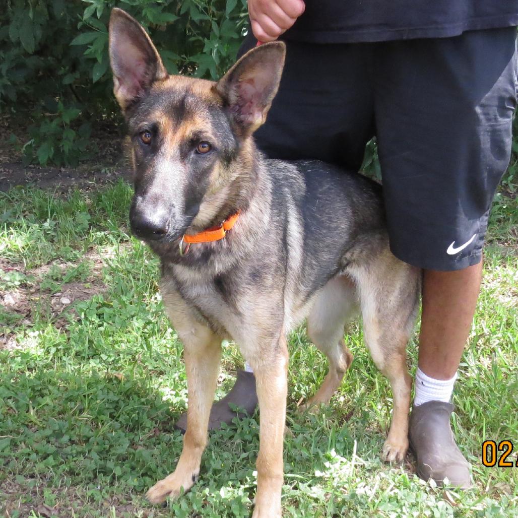 Hermione, Adoptable, Adult Female Mixed Breed.