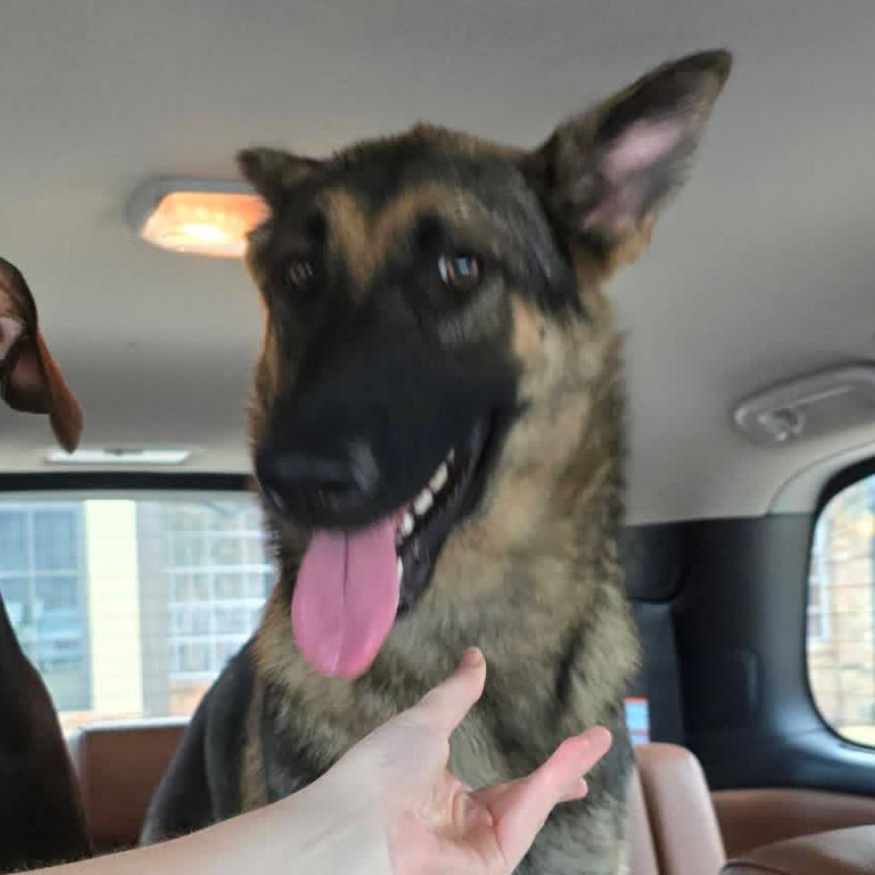 Enlarge Hermione, a Adoptable Mixed Breed in Lake Jackson, TX image 2/4