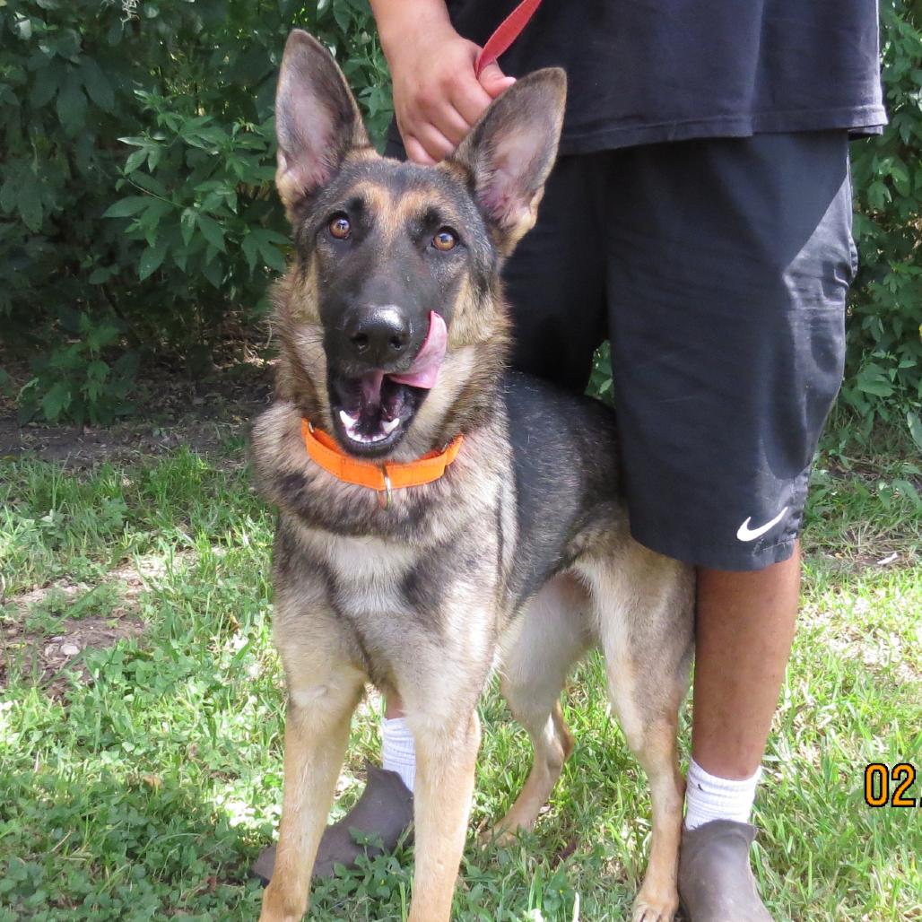 Enlarge Hermione, a Adoptable Mixed Breed in Lake Jackson, TX image 4/4