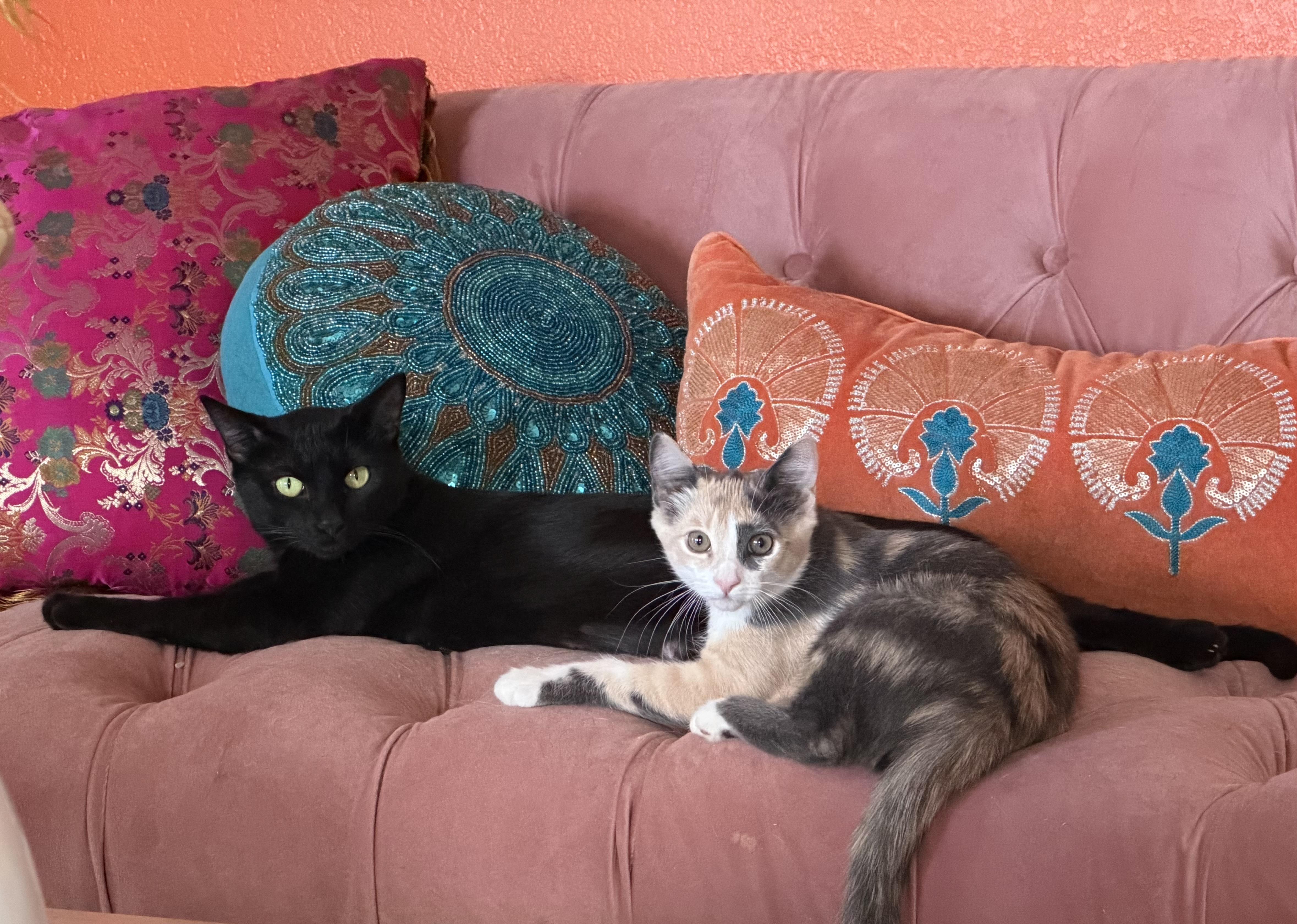 Enlarge Meredith, a Adoptable Domestic Short Hair in Palm Desert, CA image 3/5