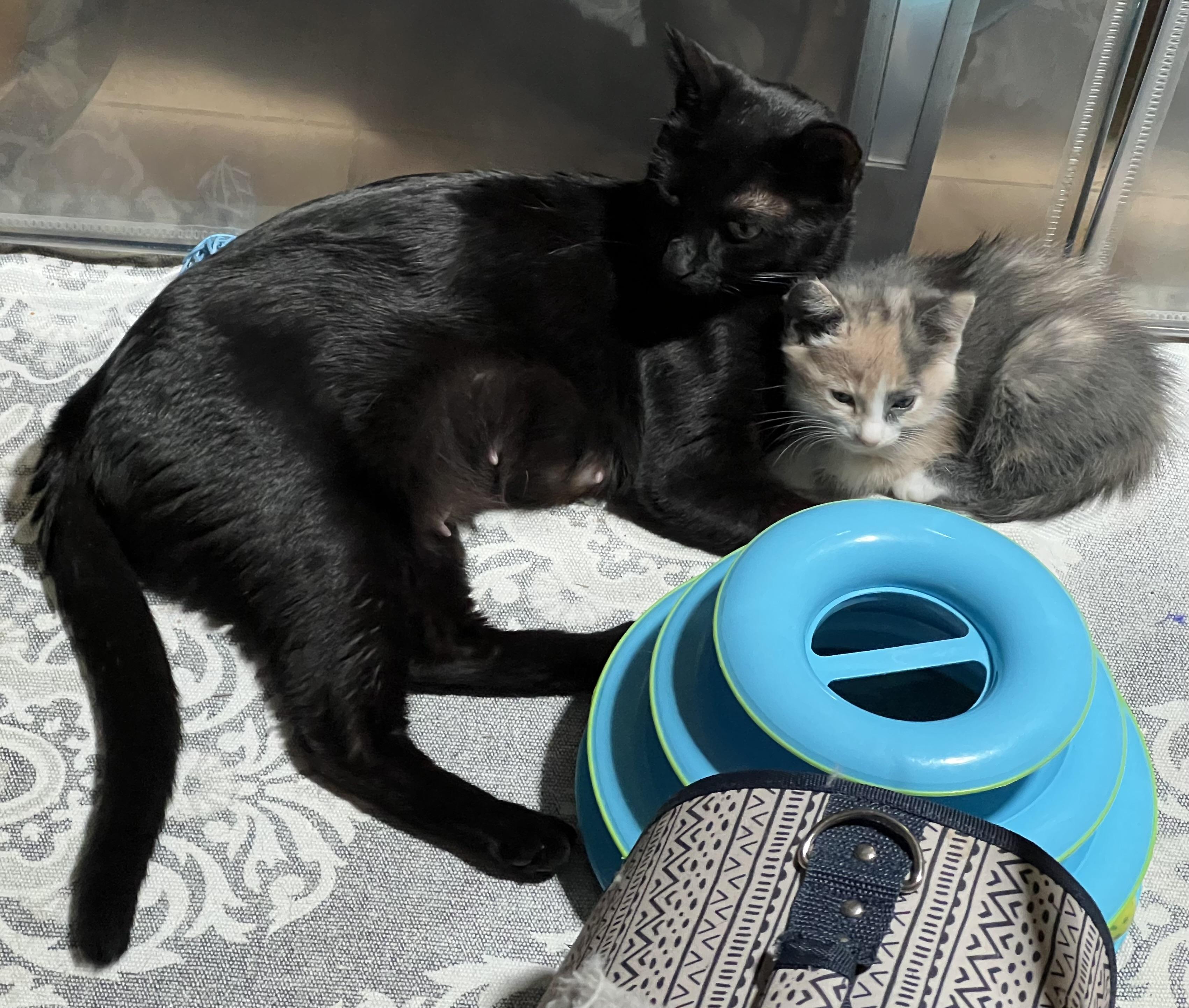 Enlarge Meredith, a Adoptable Domestic Short Hair in Palm Desert, CA image 2/3