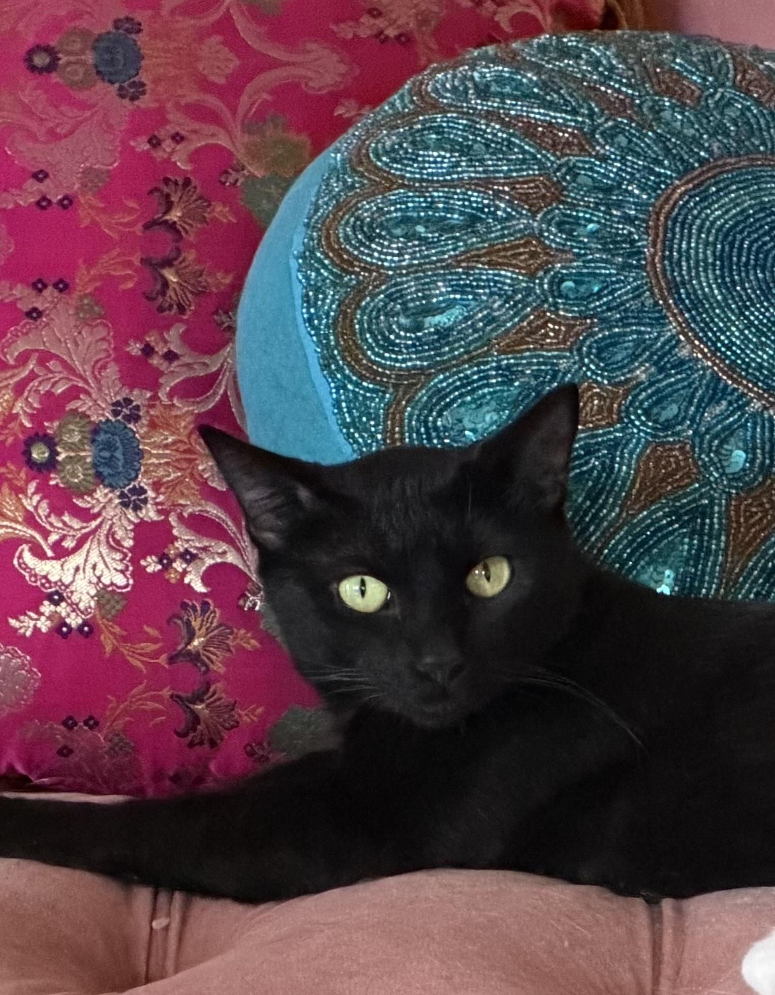 Meredith, Adoptable, Adult Female Domestic Short Hair.