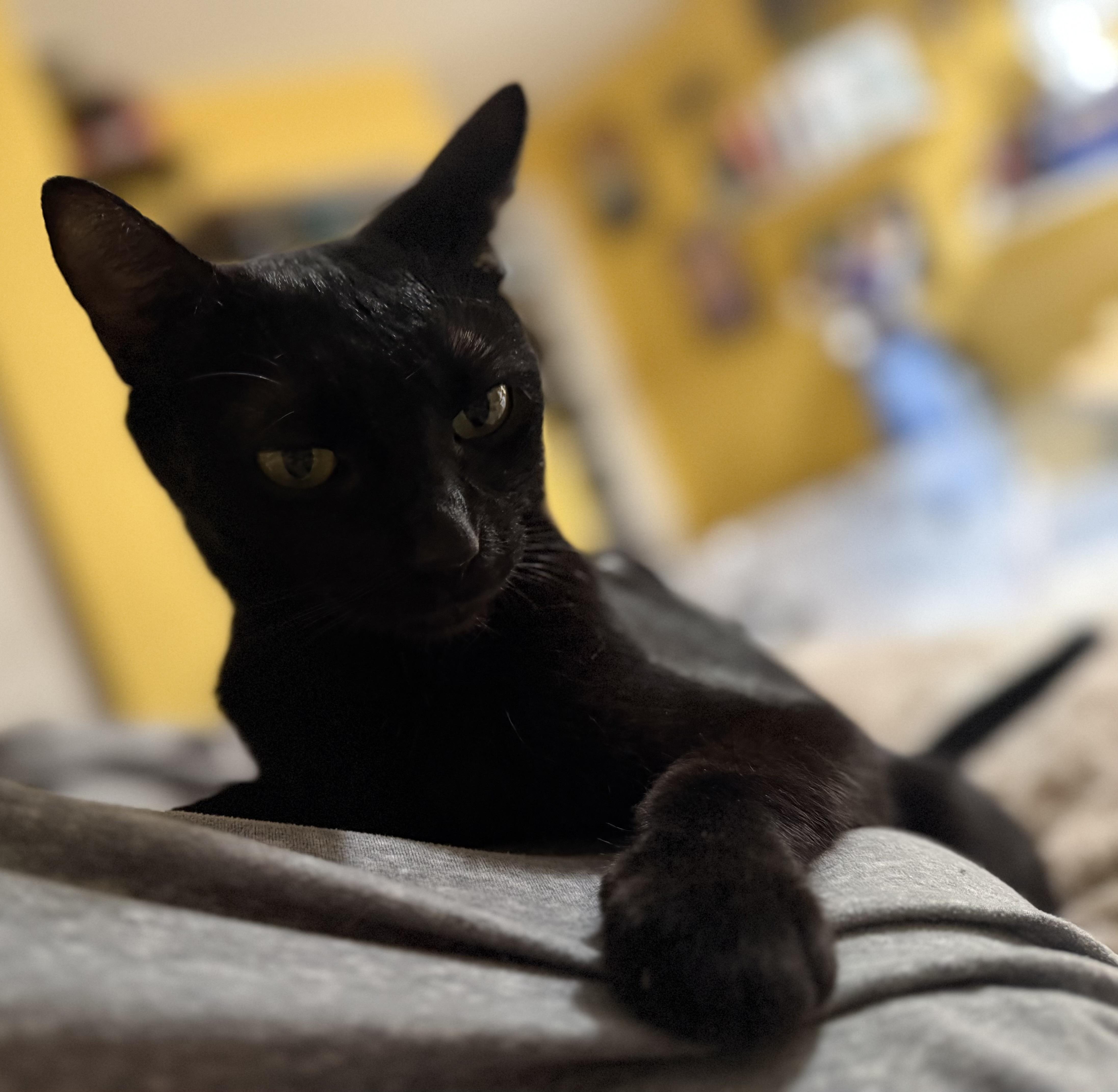 Enlarge Meredith, a Adoptable Domestic Short Hair in Palm Desert, CA image 1/3