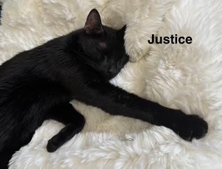 Justice, a Adoptable mixed breed in Powder Springs, GA image 1/5