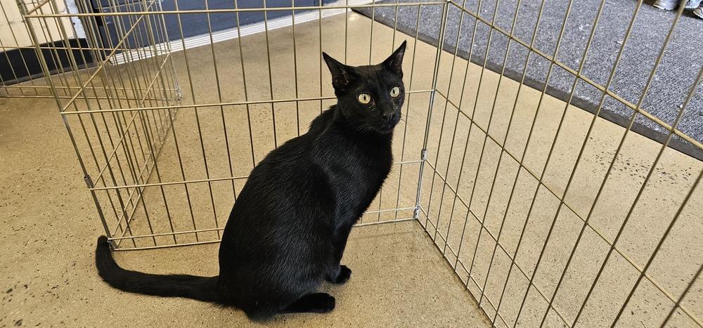 Justice, a Adoptable mixed breed in Powder Springs, GA image 2/5