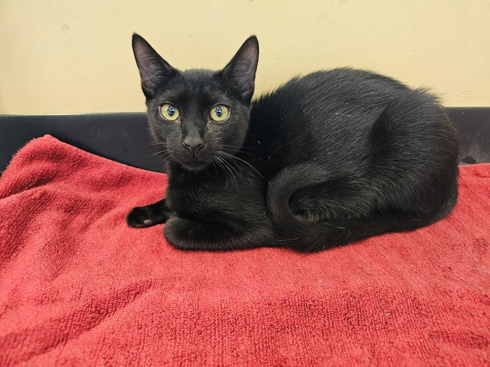 Justice, a Adoptable mixed breed in Powder Springs, GA image 4/5